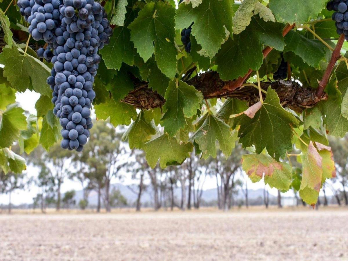 Mount Stapylton Produce with Mount Stapylton Range in view