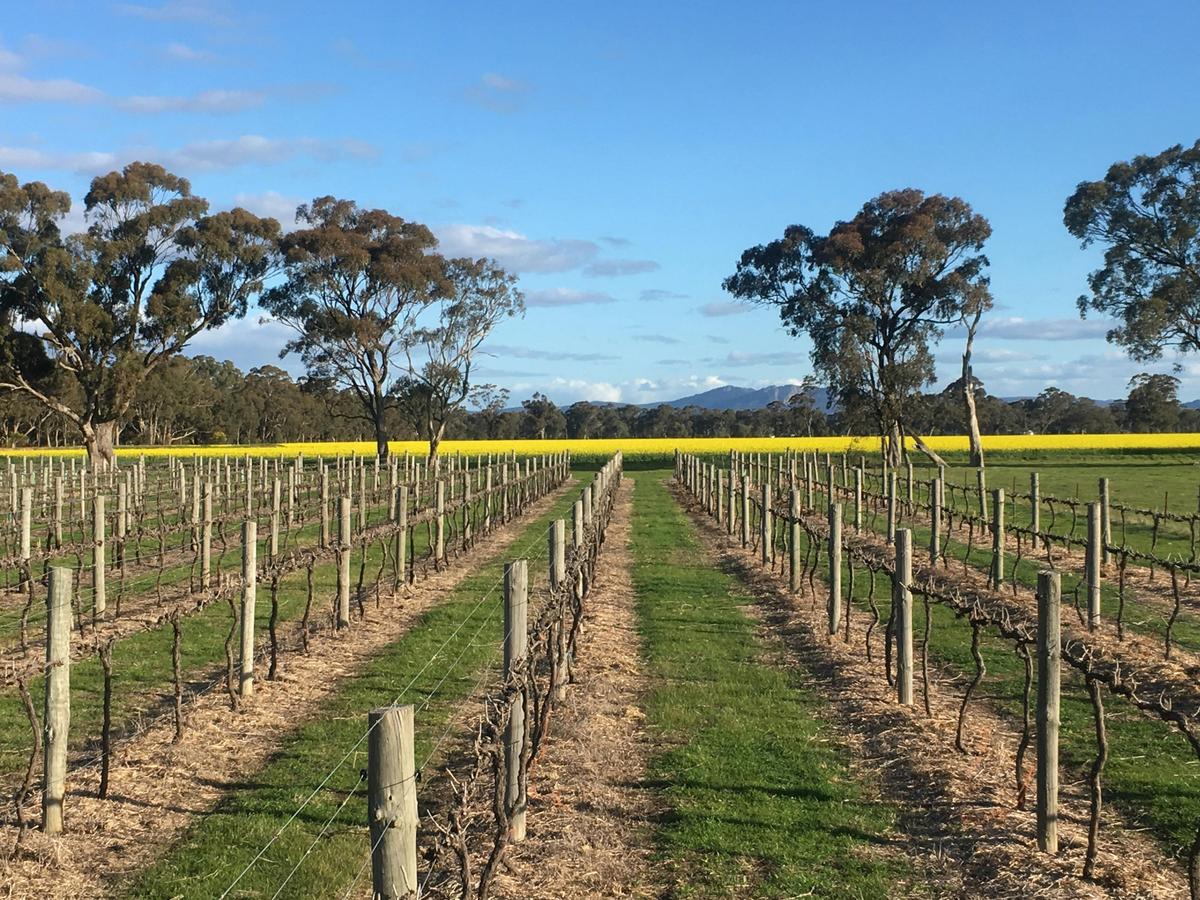 Mount Stapylton Vineyard Laharum