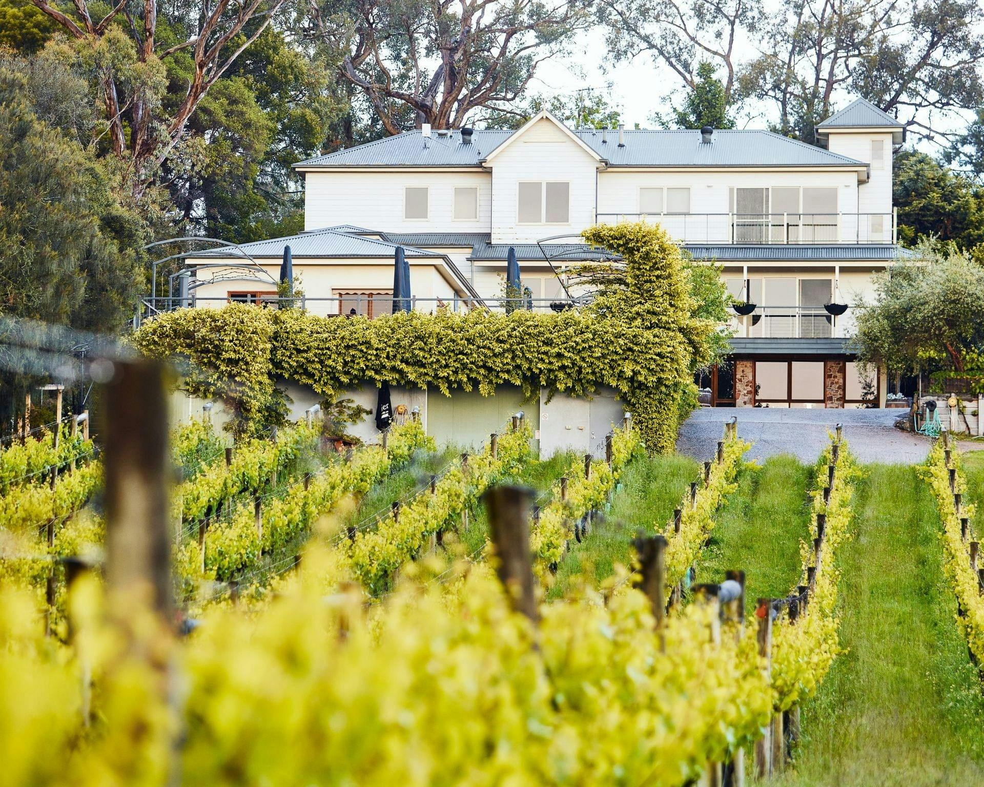 View through the vines up to the venue