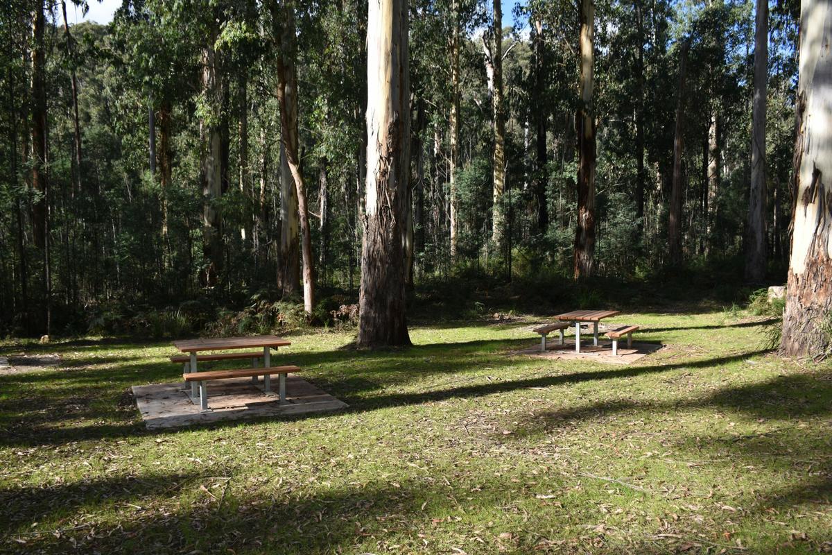 Enjoy the open space at Bull Creek campground within Murrindindi Scenic Reserve