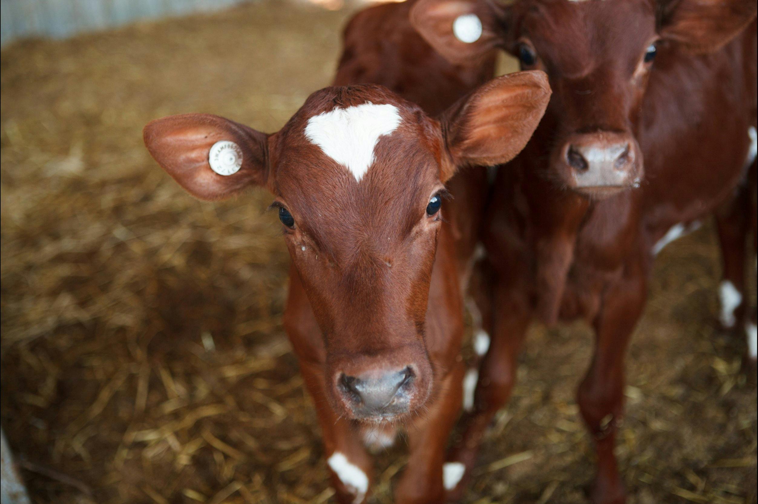 The beautiful IIlawarra cattle that give us our lovely cows milk