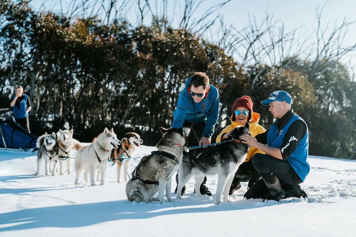 Huskies at Mt Hotham