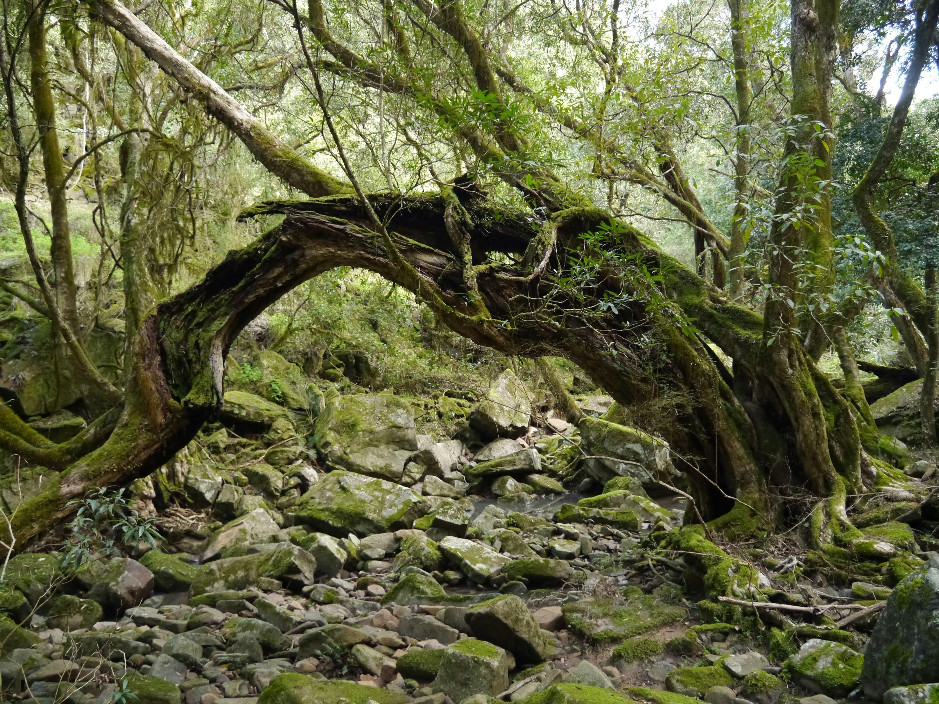 Mitchell River National Park