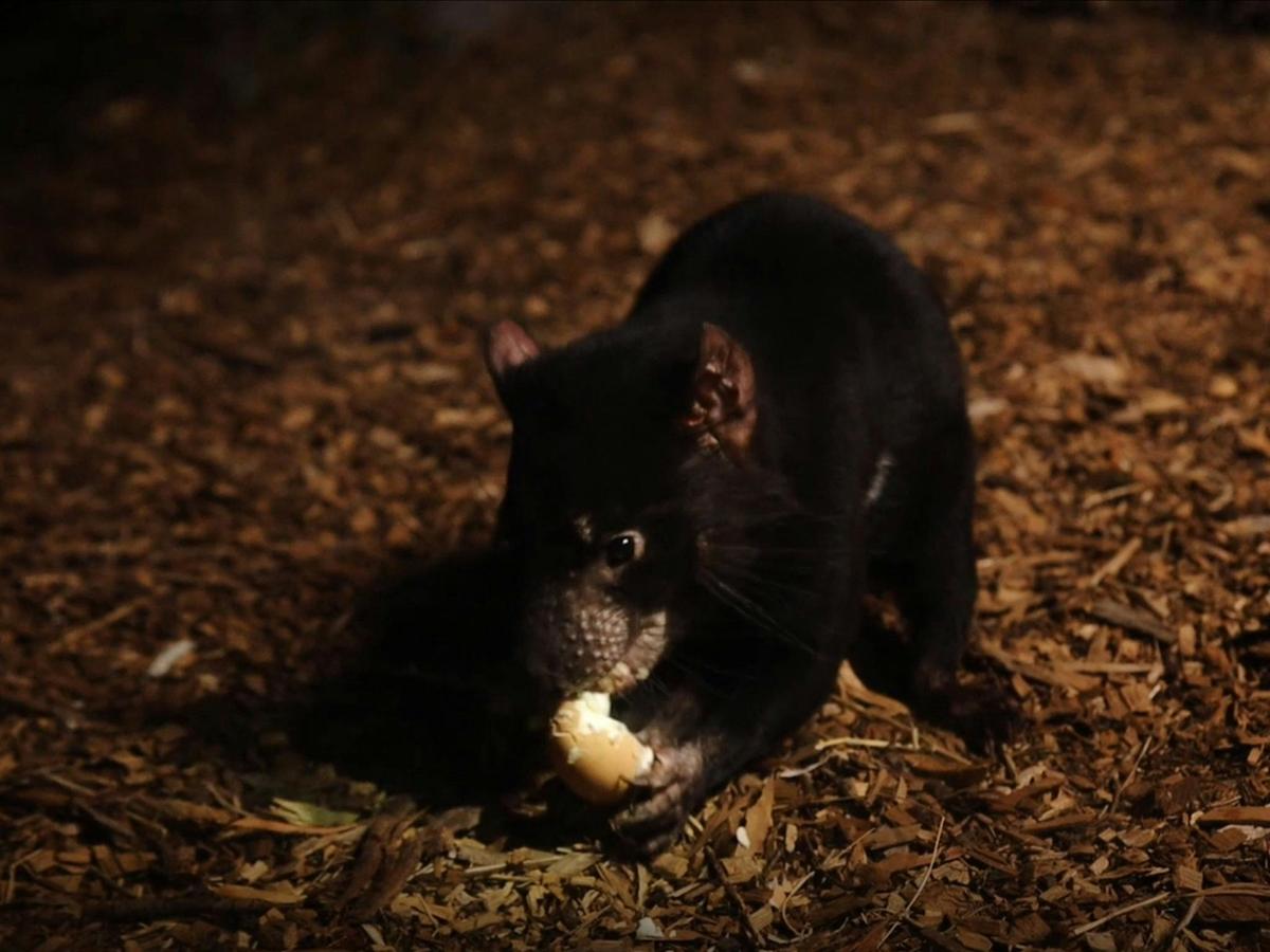 Watch nocturnal animals feed