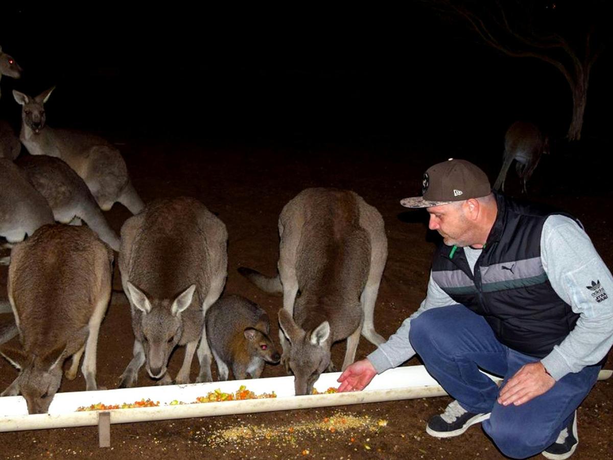 Feeding a mob of kangaroos