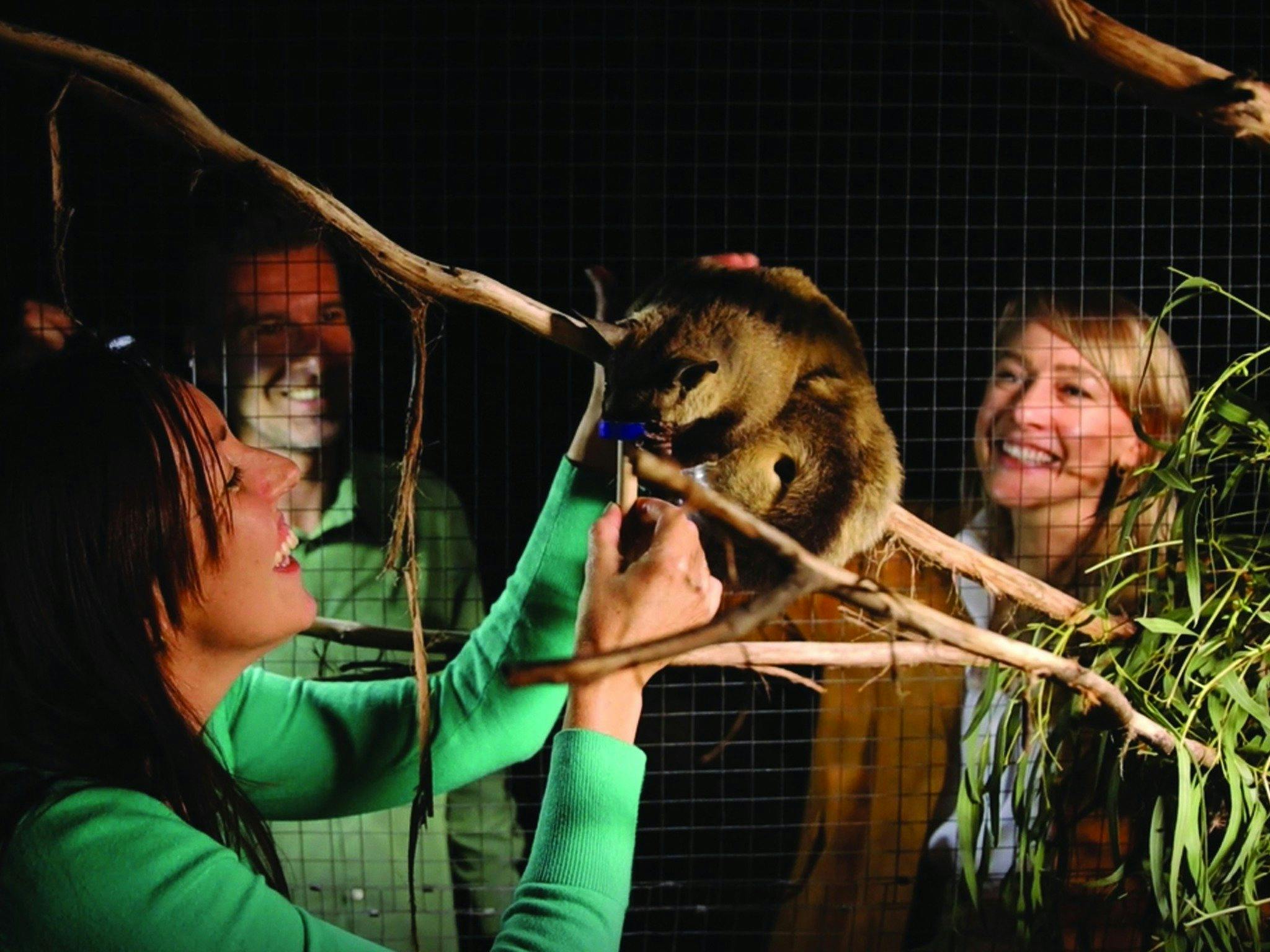 Feeding gliders inside their enclosure