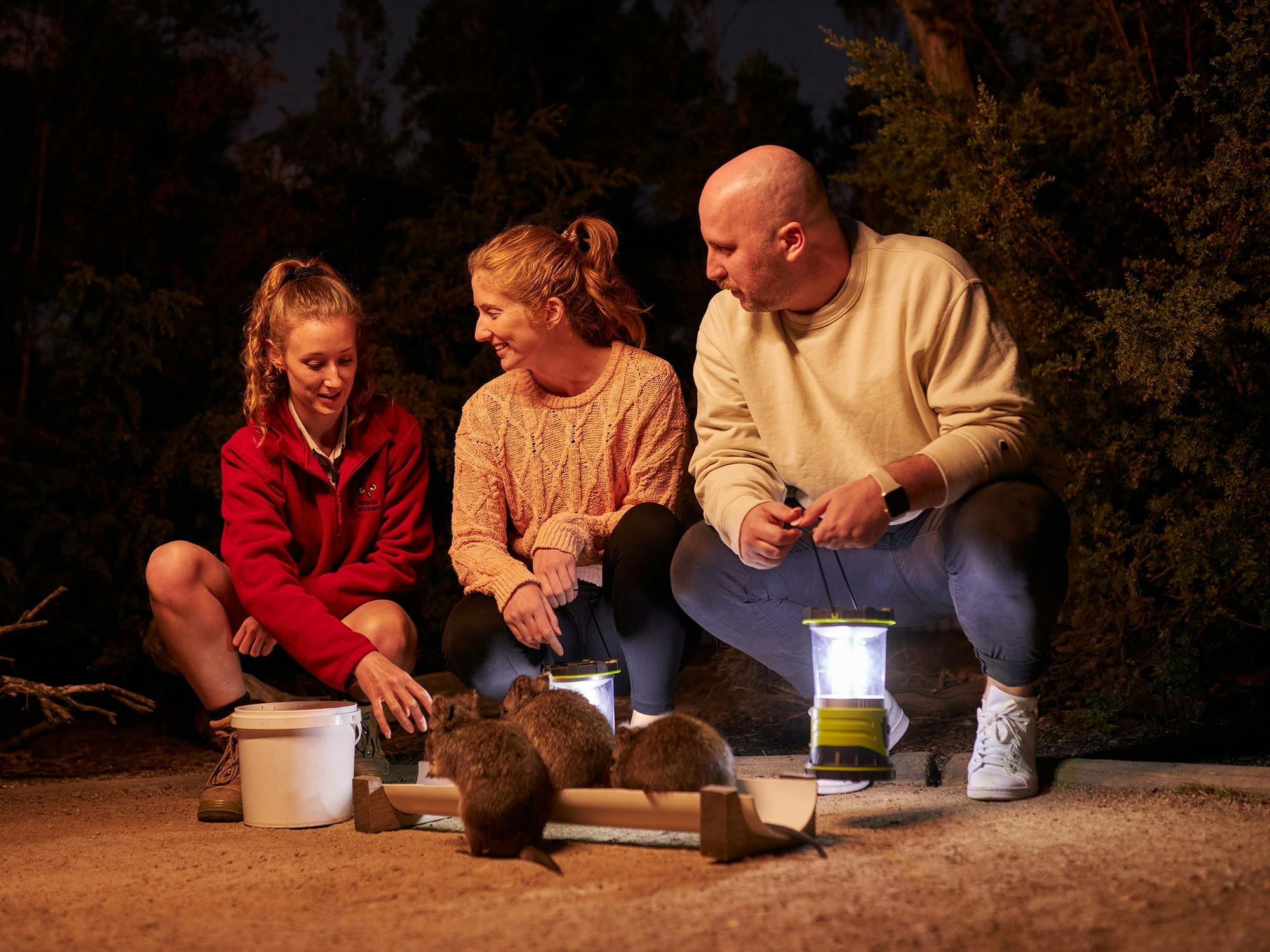 See nocturnal potoroos