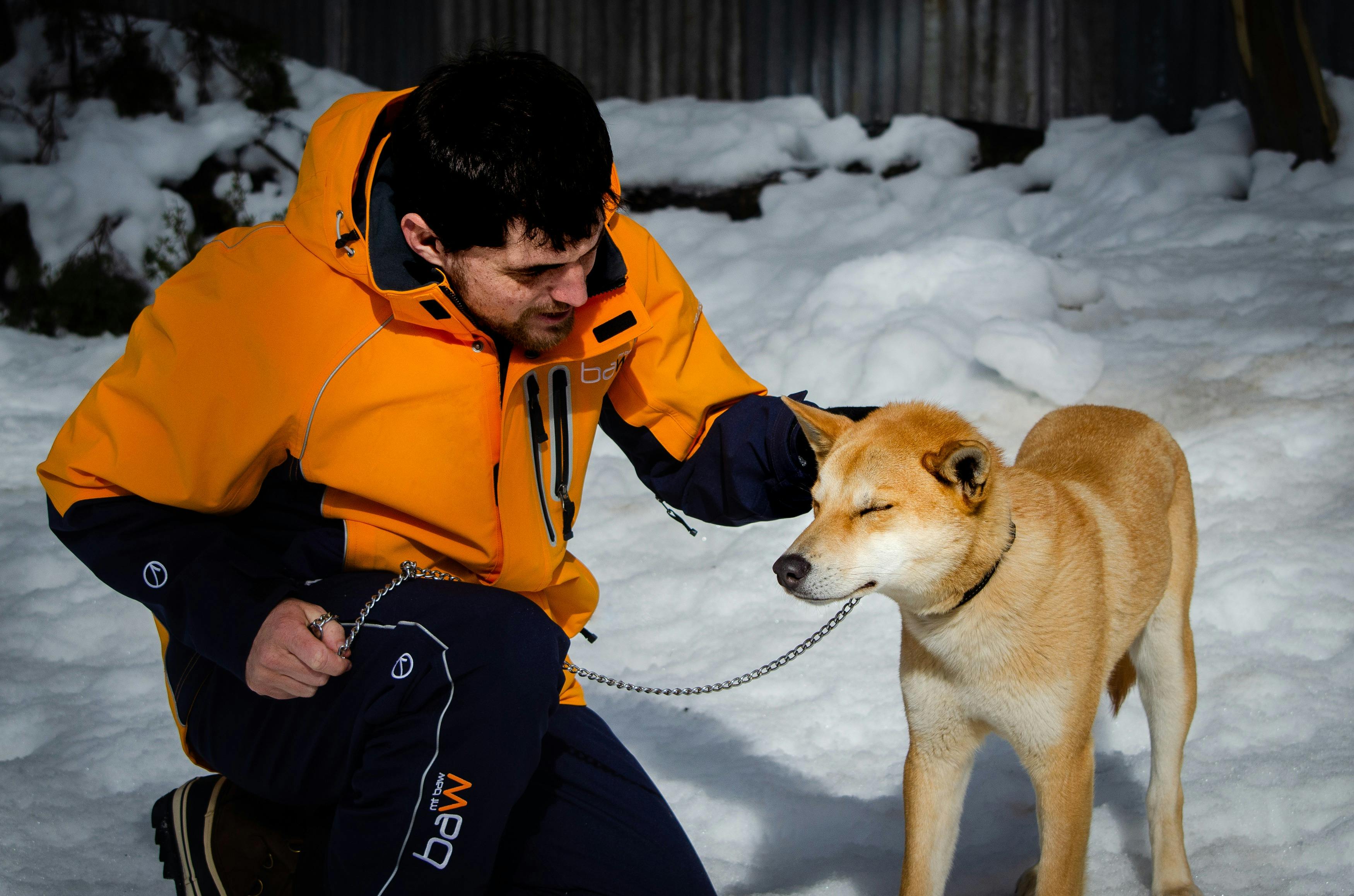 Alpine Dingo Experiences