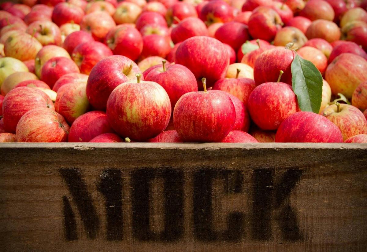 Crate full of gala apples