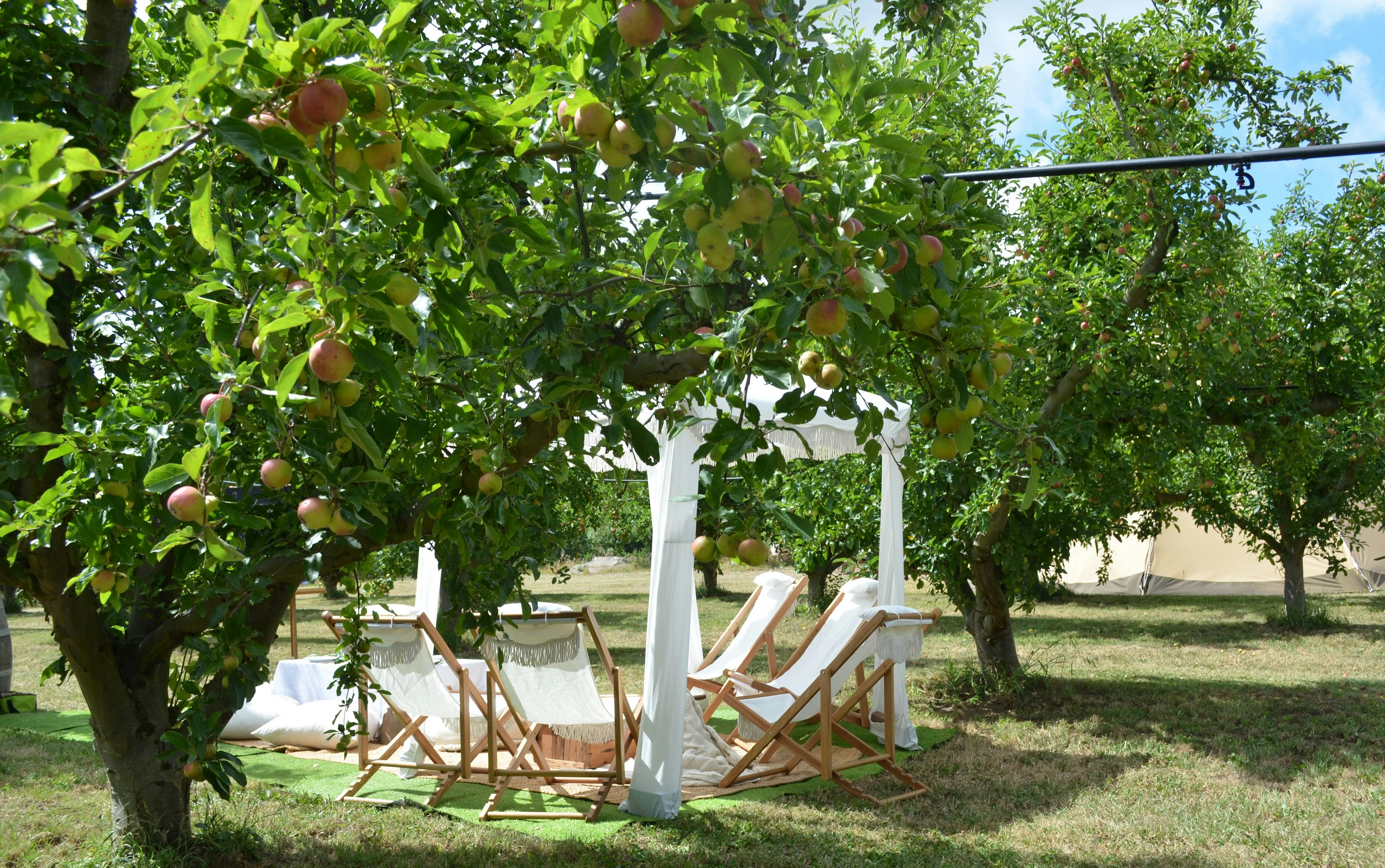 Picnic amounts the apple orchard
