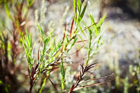 Mt Glenrowan Lookout Walk