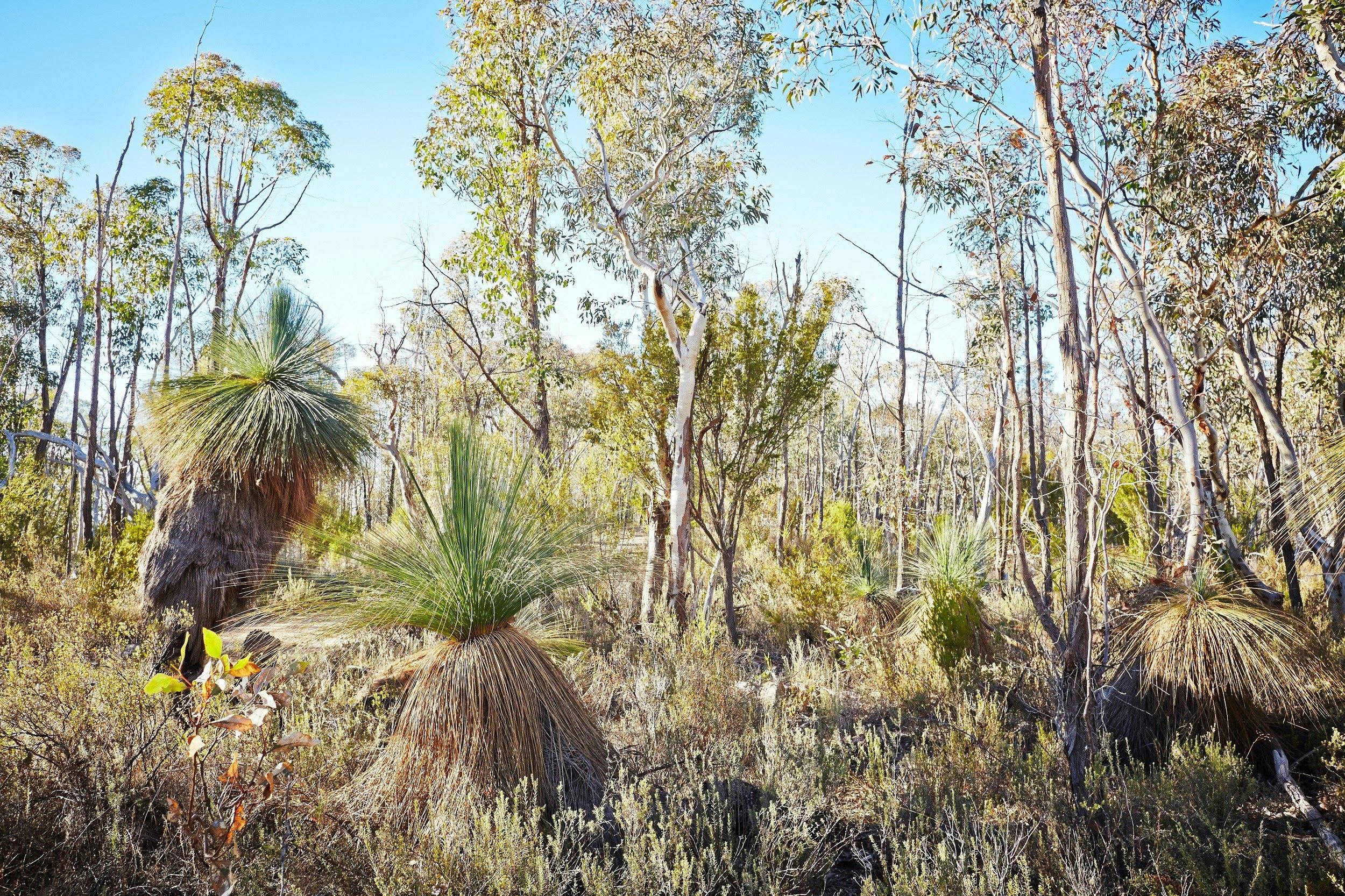 Grass trees at Mt Glenrowan