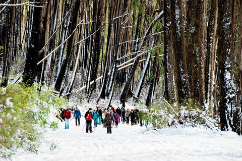 Mt Stirling Alpine Resort