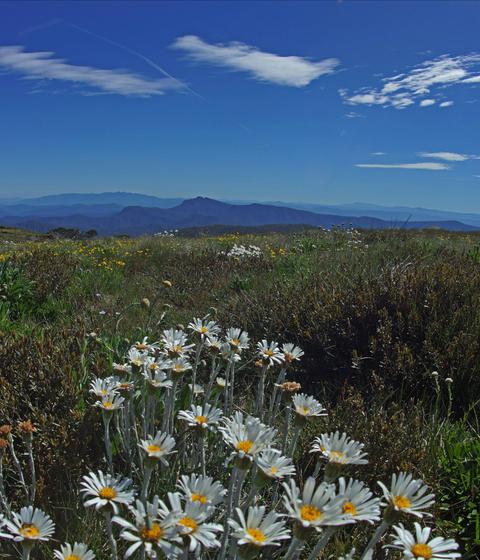 Mt Stirling Alpine Resort