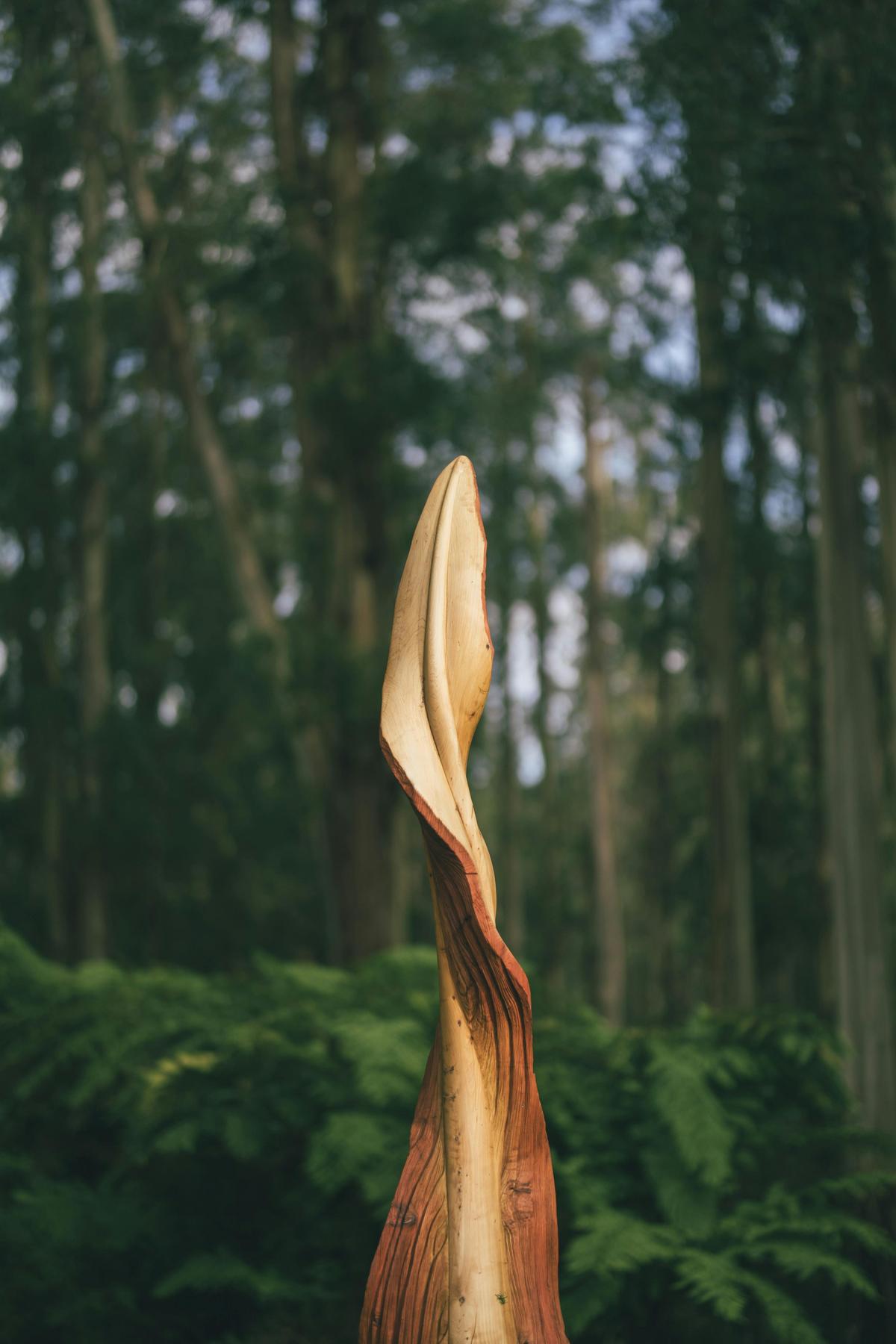 Storm Leaves. An artwork along ngurrak barring