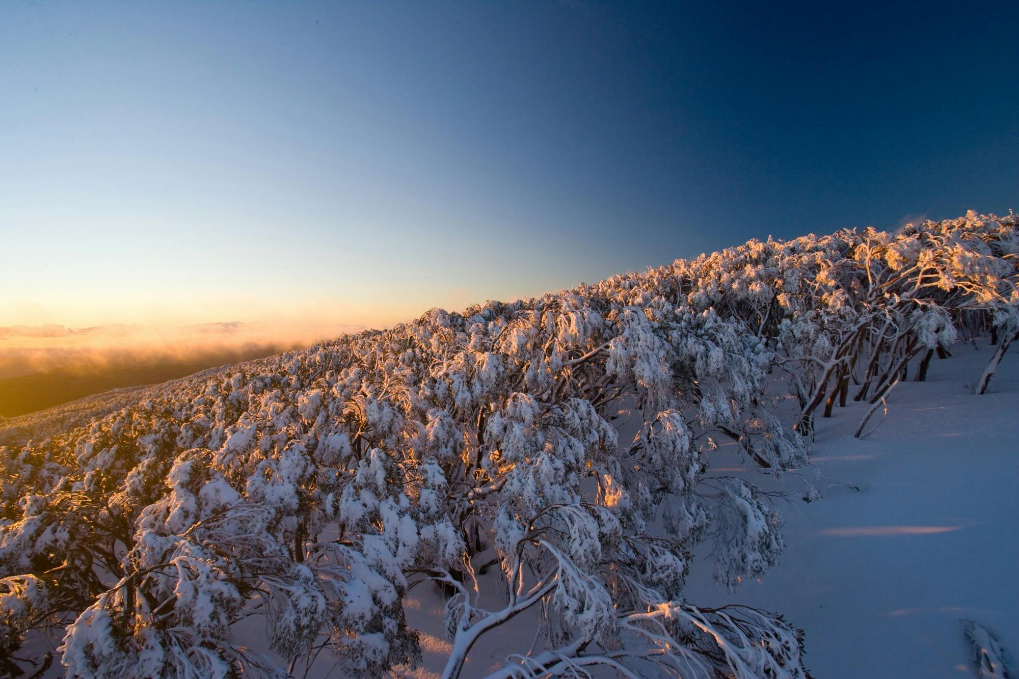 Snow on snow gums at summit