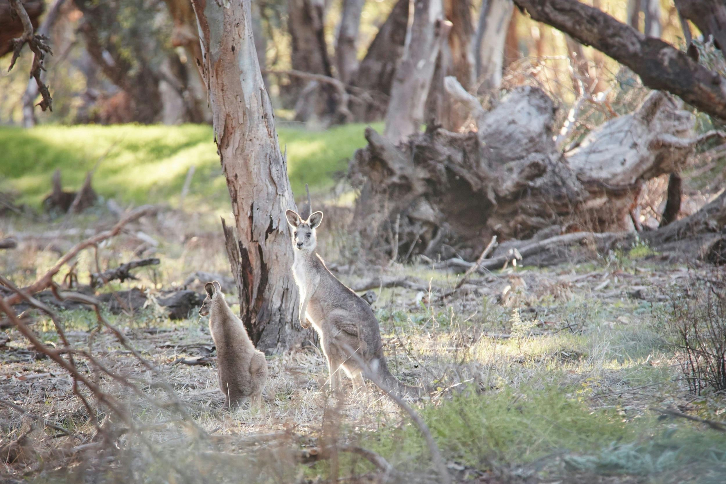 Nyah Vinifera State Forest