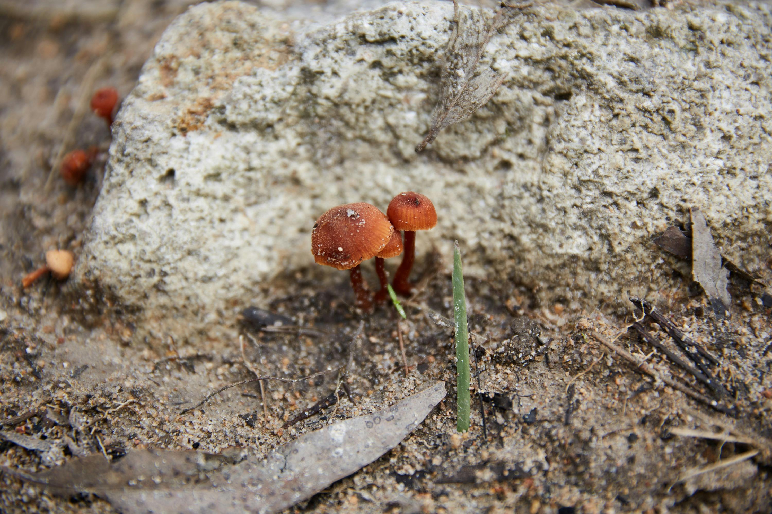 Mornington Peninsula