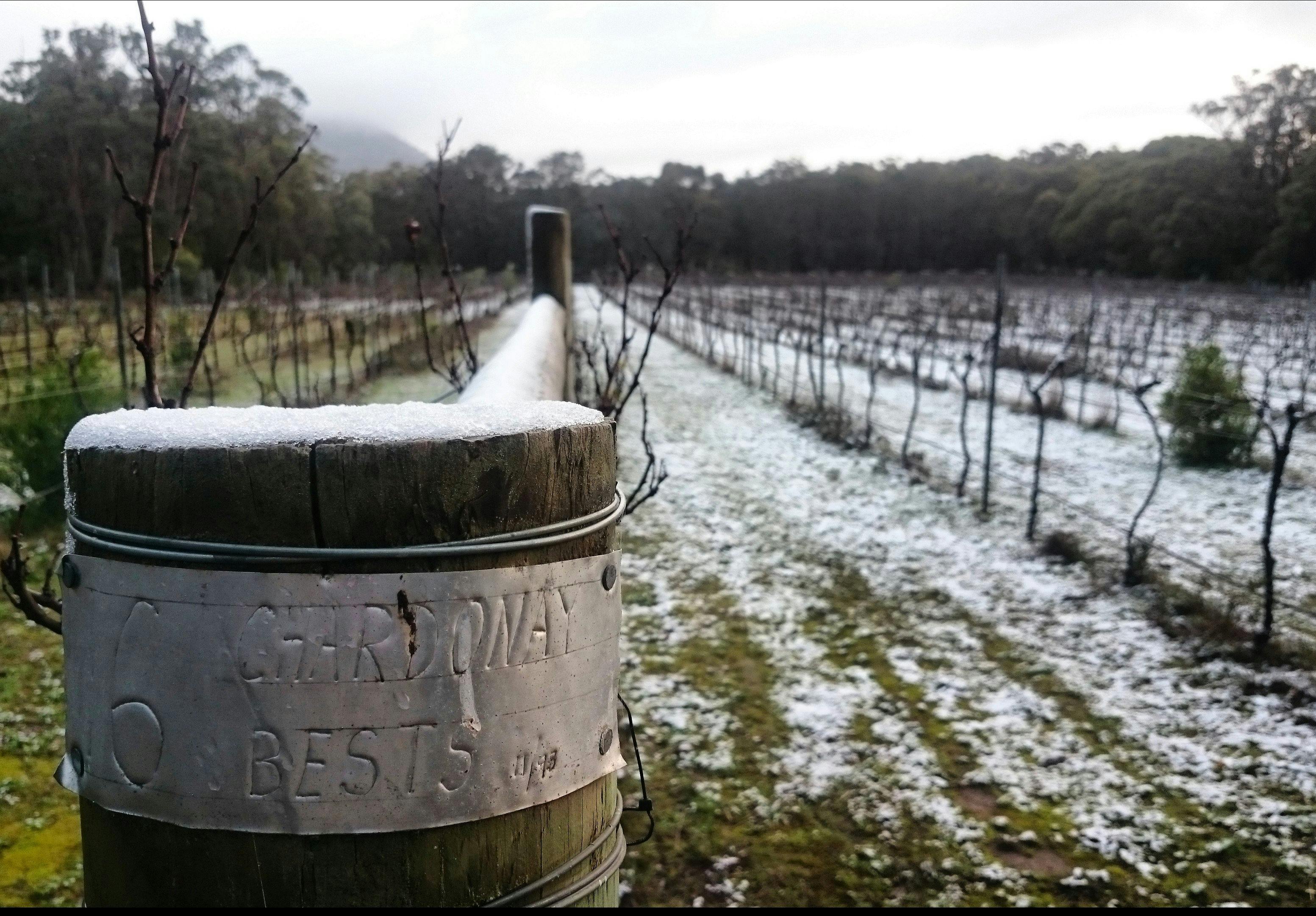 Snow in the vineyard, 2016