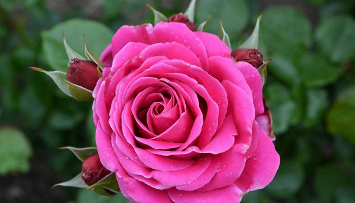 Mornington Rose designed for our garden