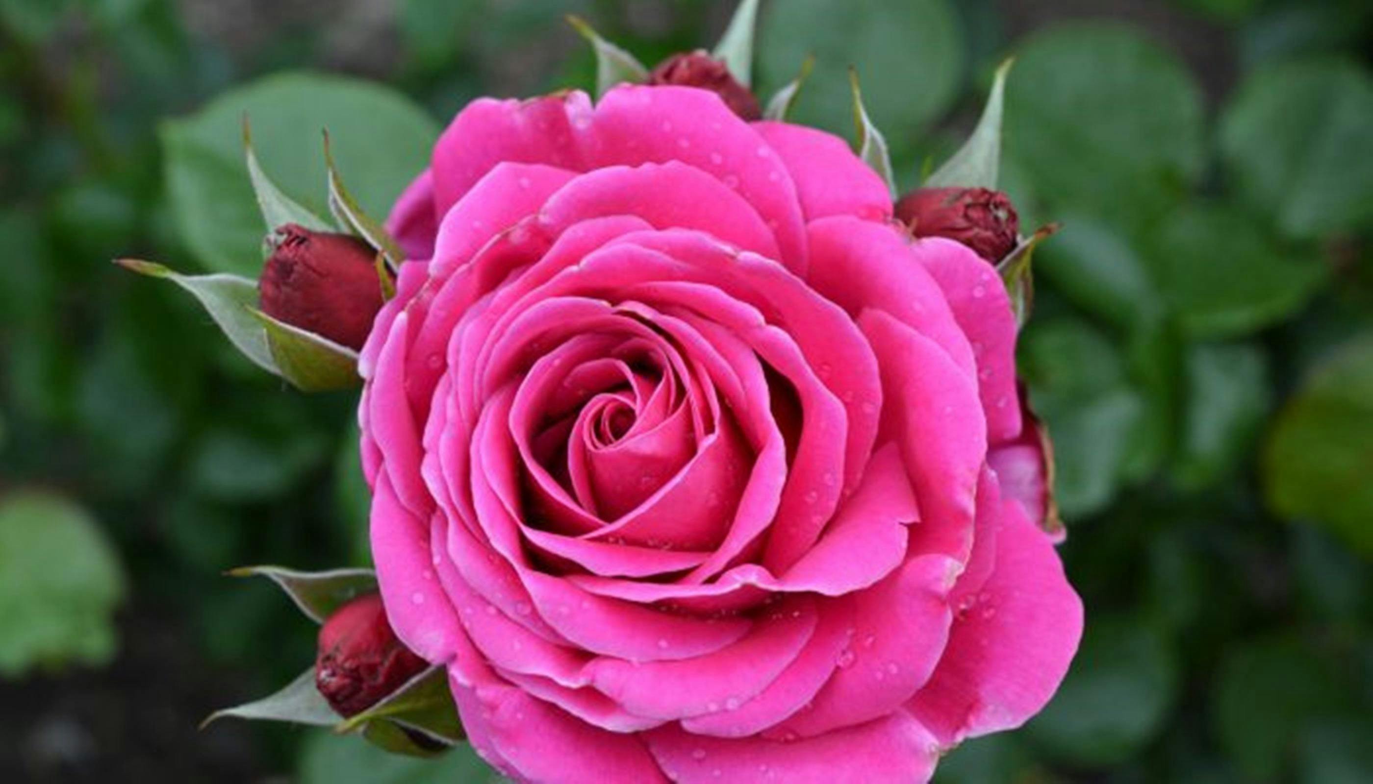 Mornington Rose designed for our garden