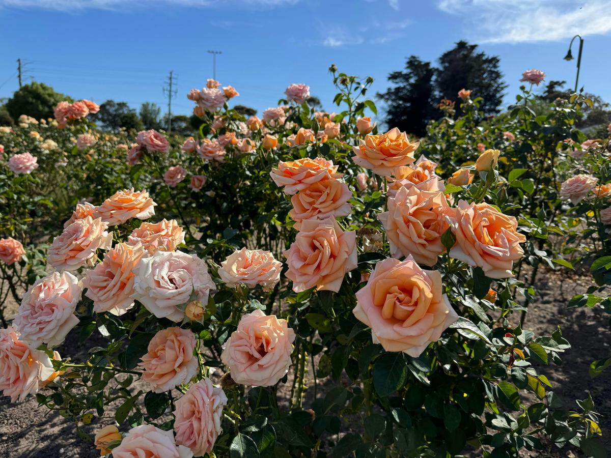 Roses in the garden