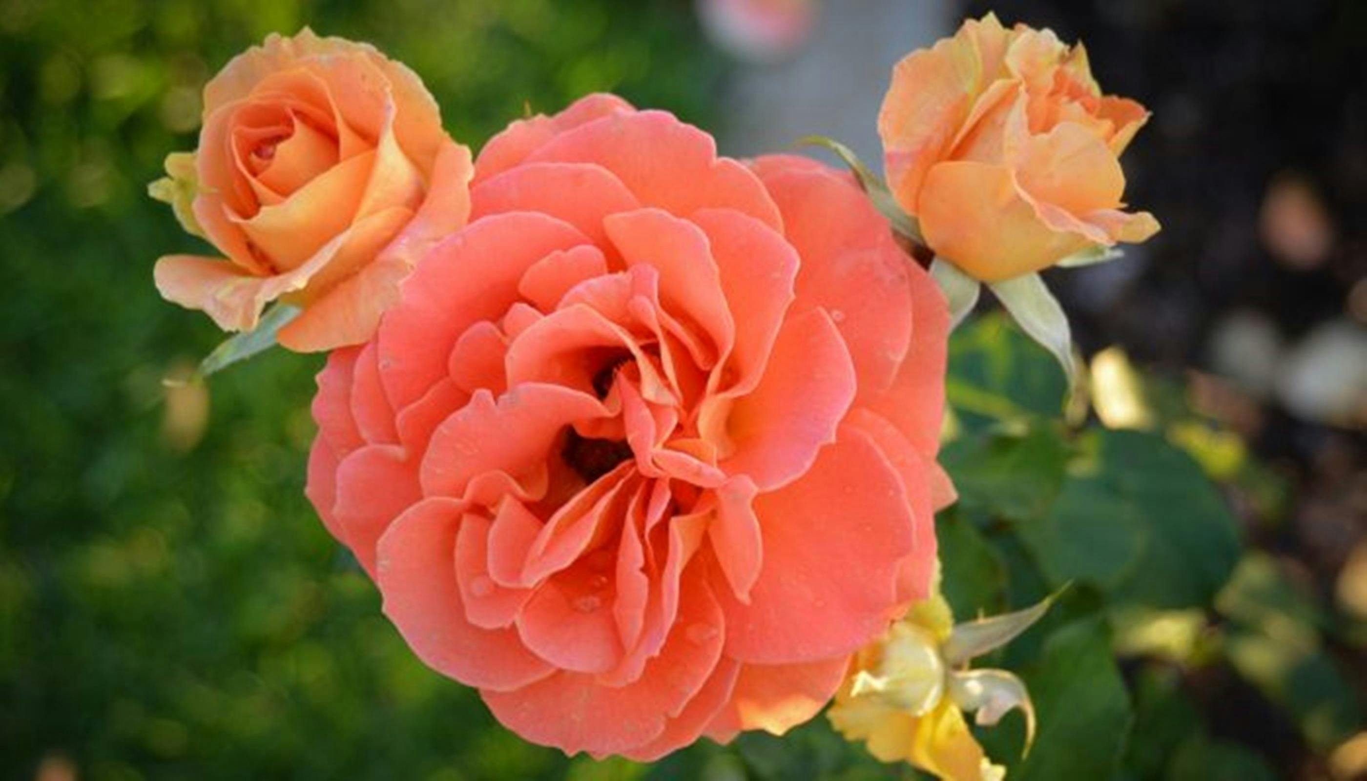 Floribunda Rose