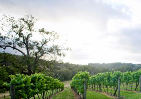 Elgee Park, is the region's first vineyard