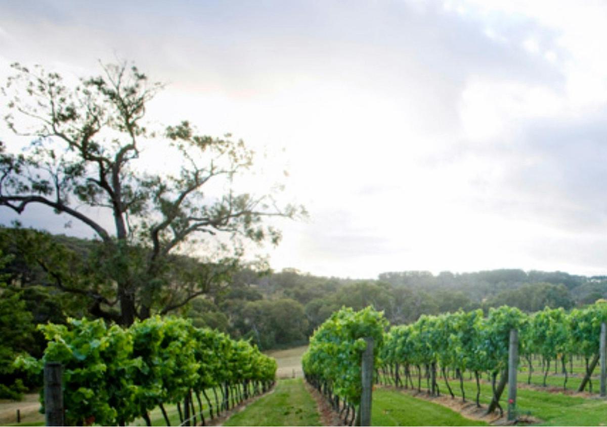 Elgee Park, is the region's first vineyard