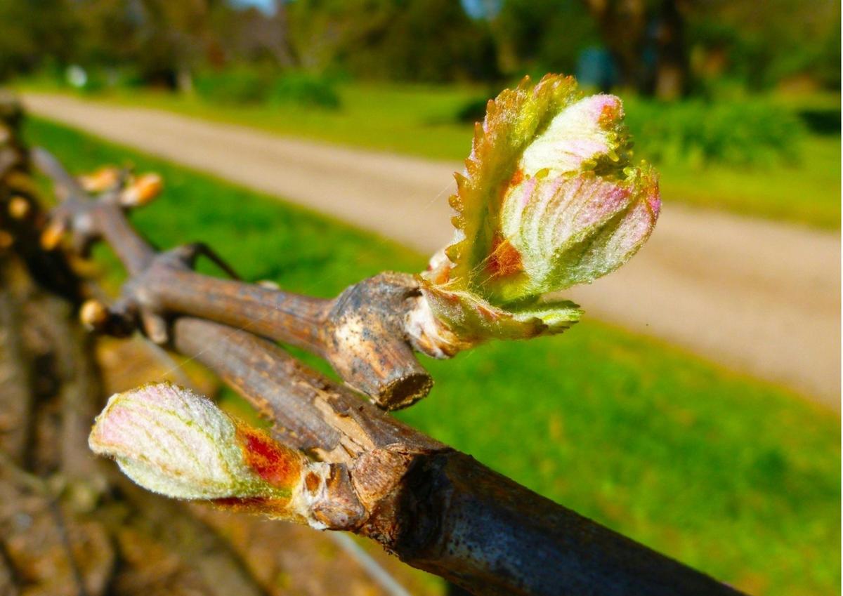 A biodynamic vineyard - no herbicides or pesticides produce healthy vines