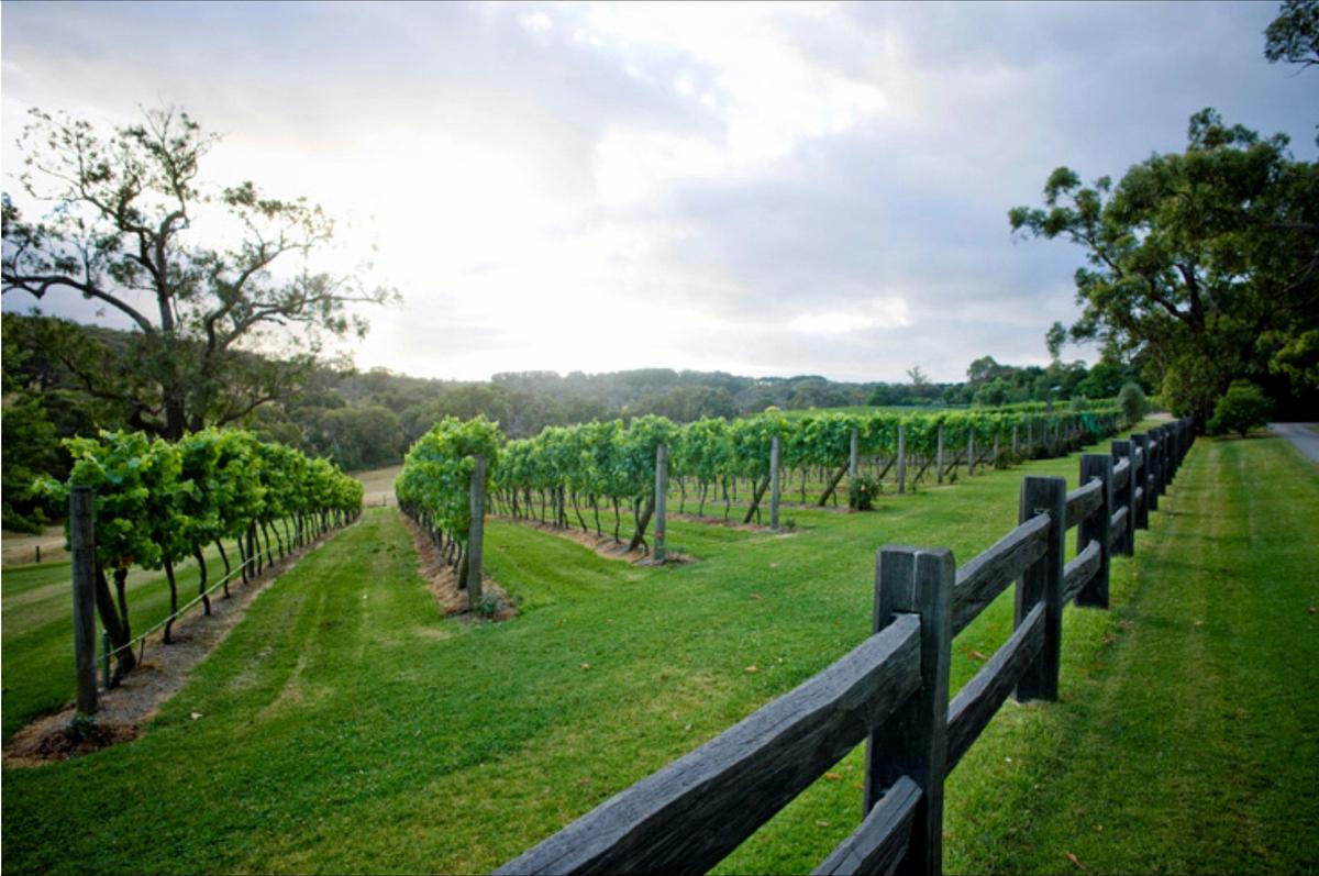 A Plunge tour has access to private properties including the Myer family vineyard, Elgee Park