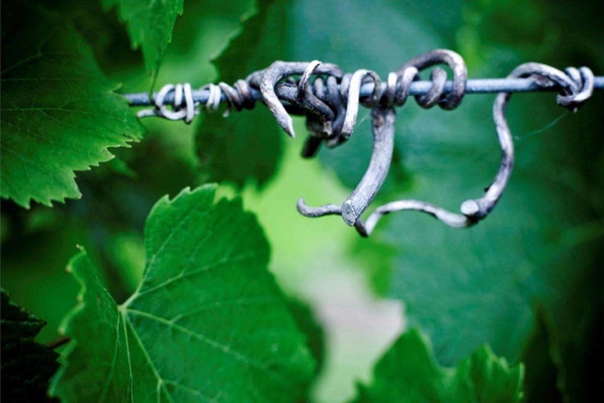 Elgee Park Vineyard first planted 1972