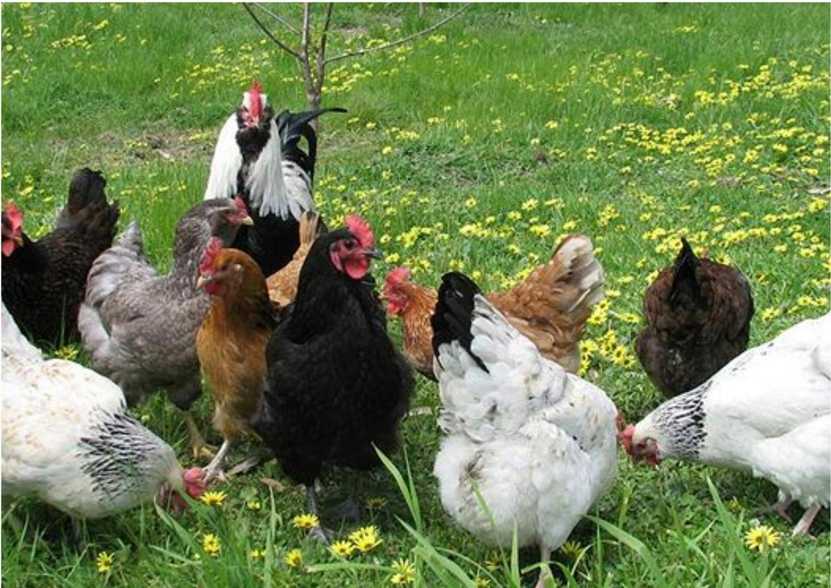 Freerange chooks feature across the Peninsula