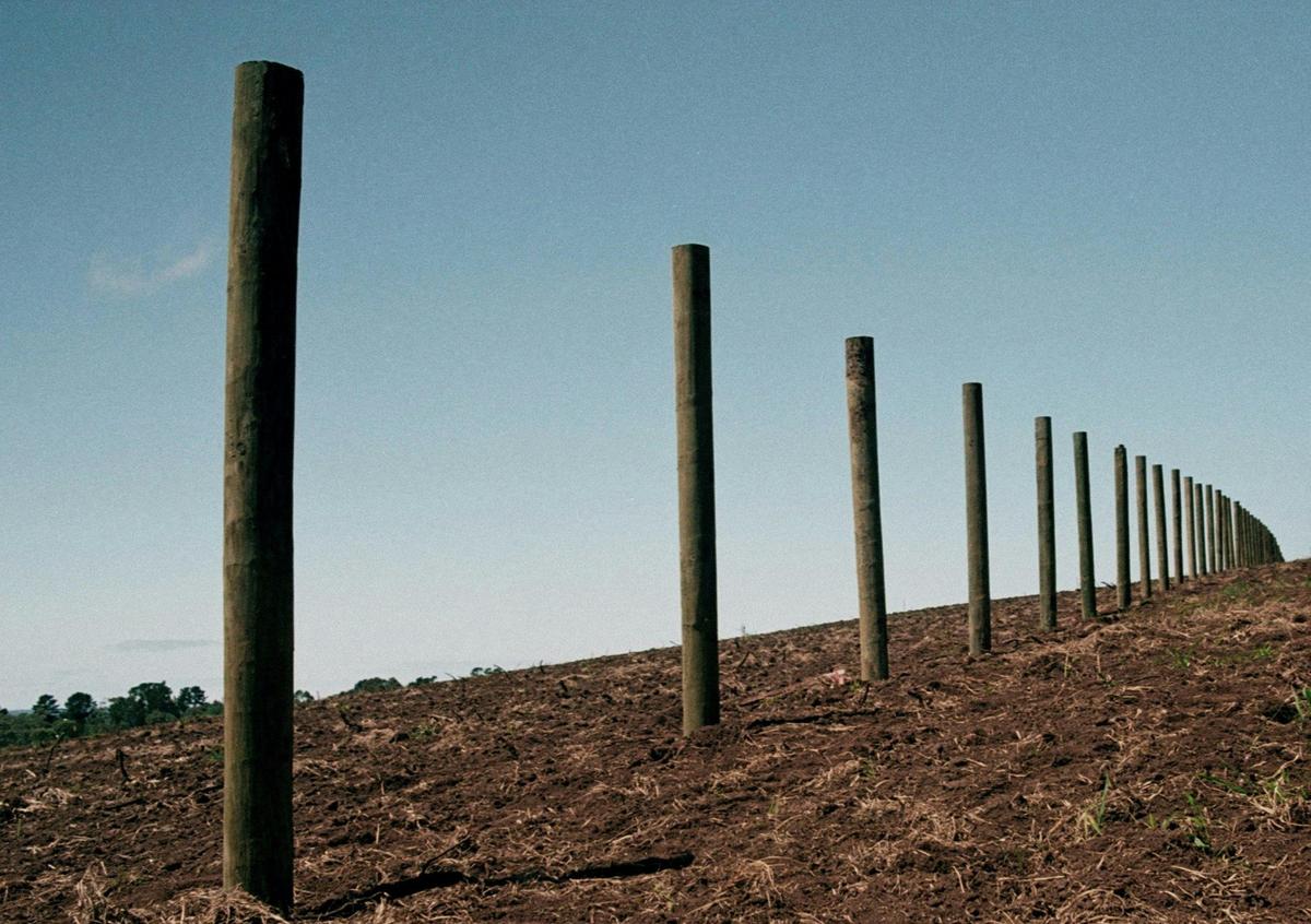 Pioneers of the region planted in the red volcanic soils