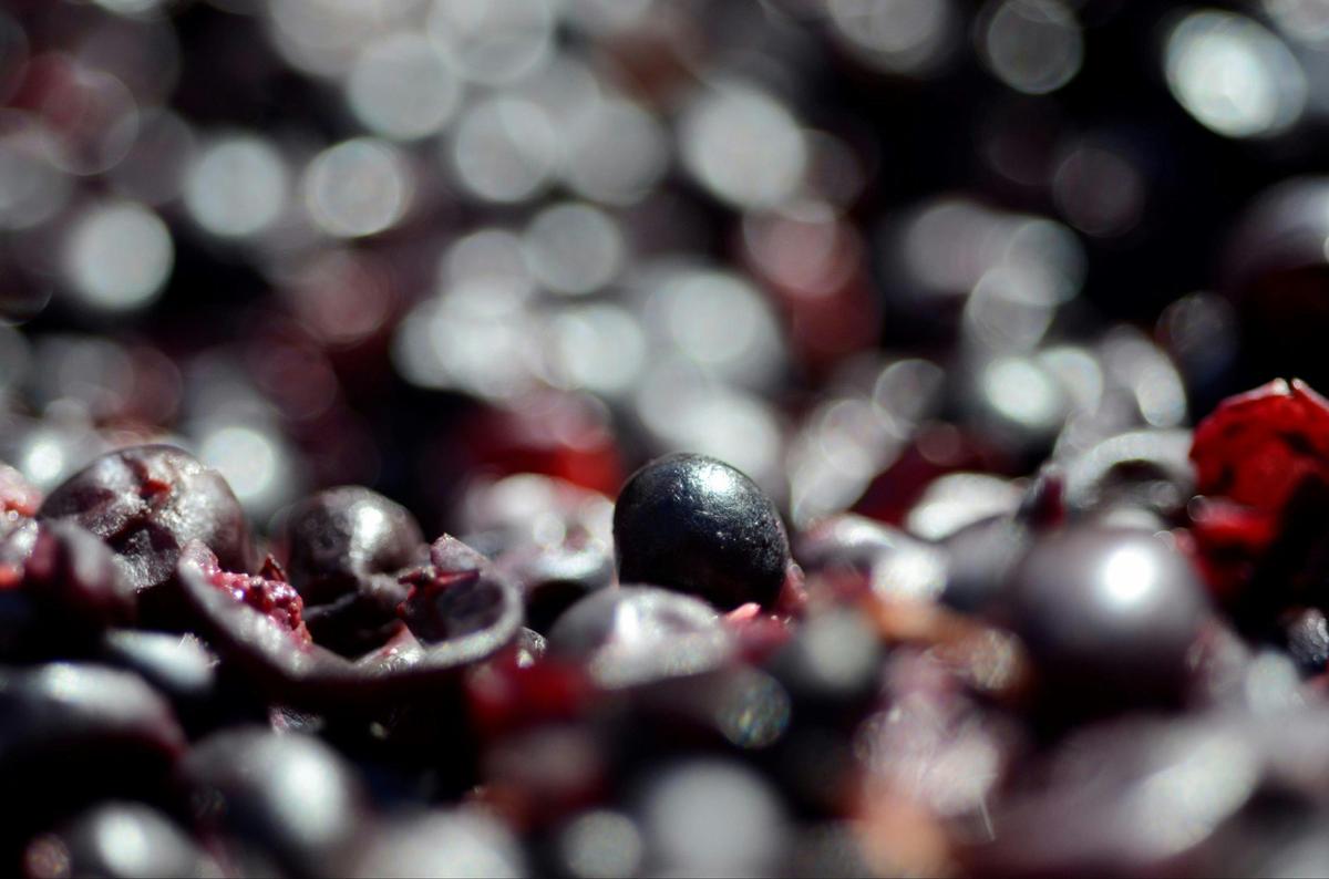 Fermenting pinot noir at Willow Creek