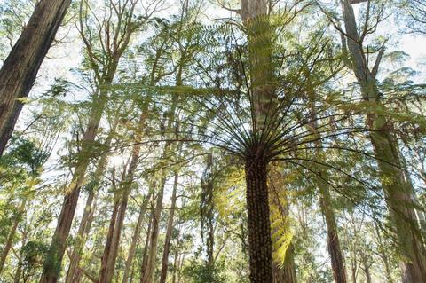 Olinda and Grey Gums Track