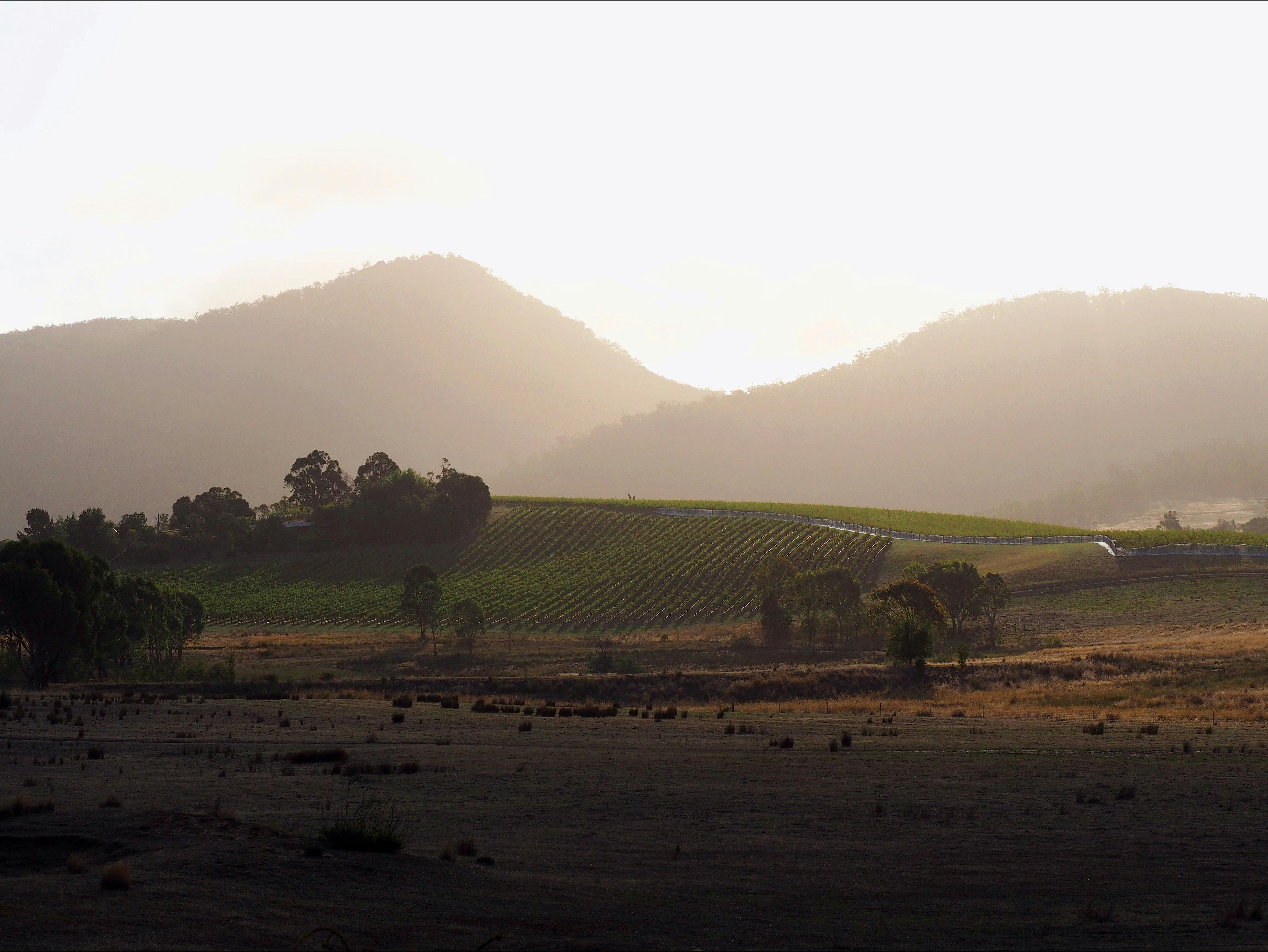 Mount Langi Ghiran Vineyard at dawn