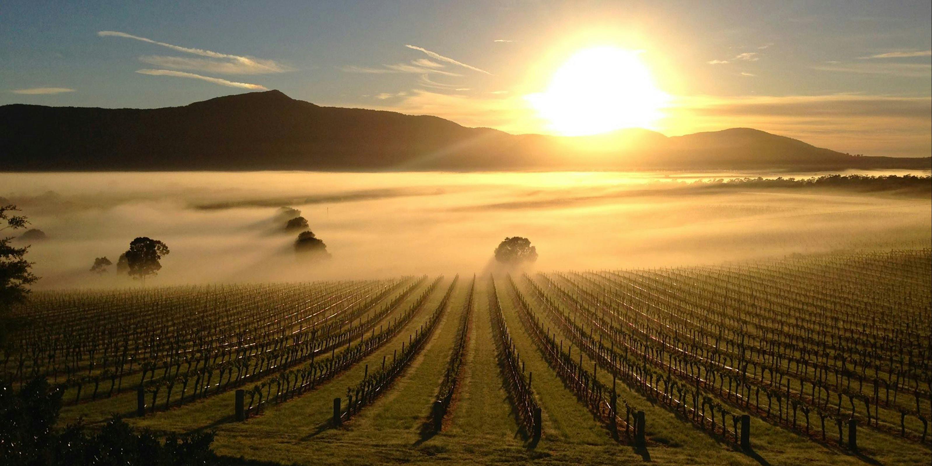 Mount Langi Ghiran Vineyard spring