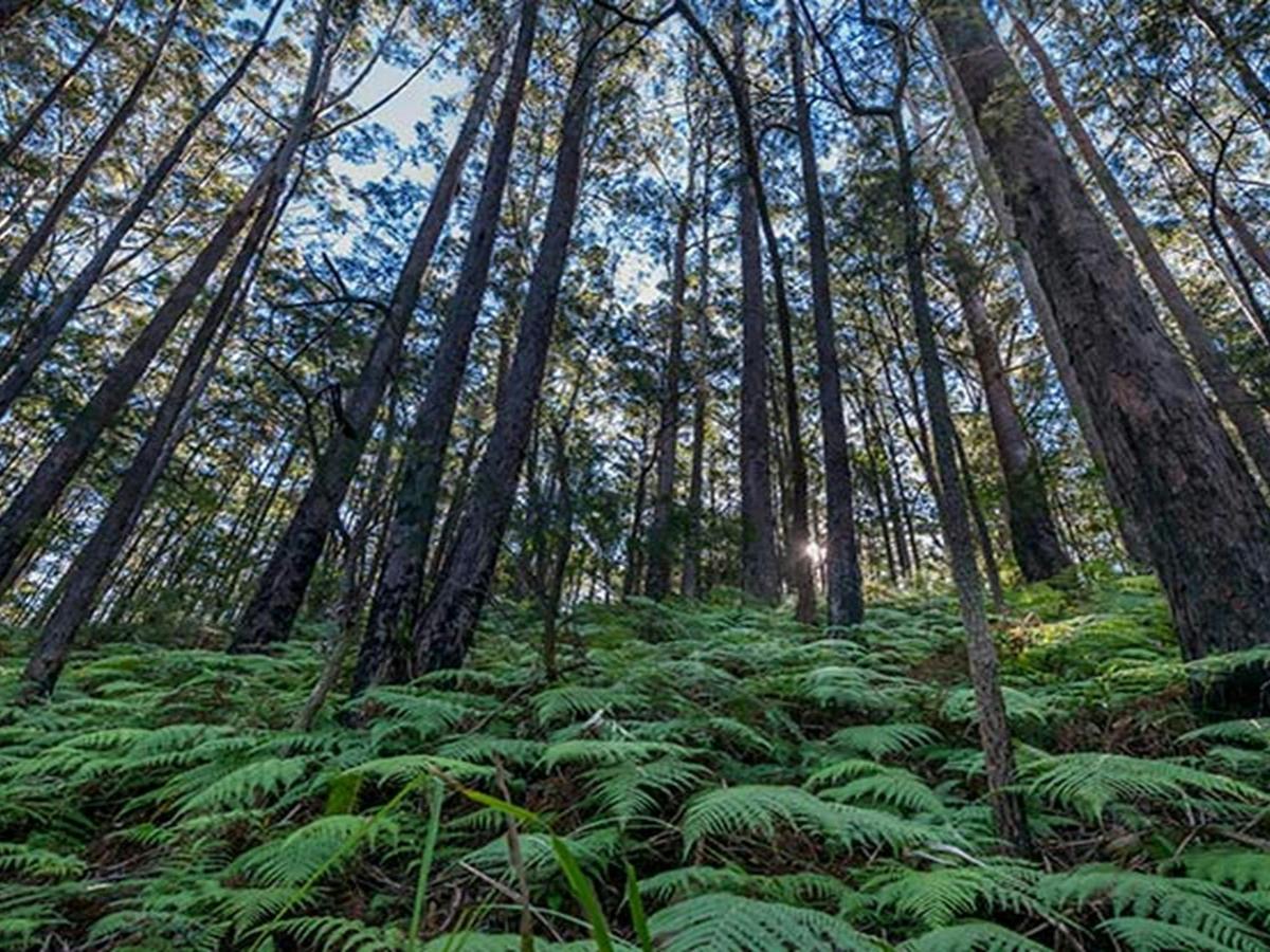 Jilliby State Conservation Area. Photo: John Spencer/OEH