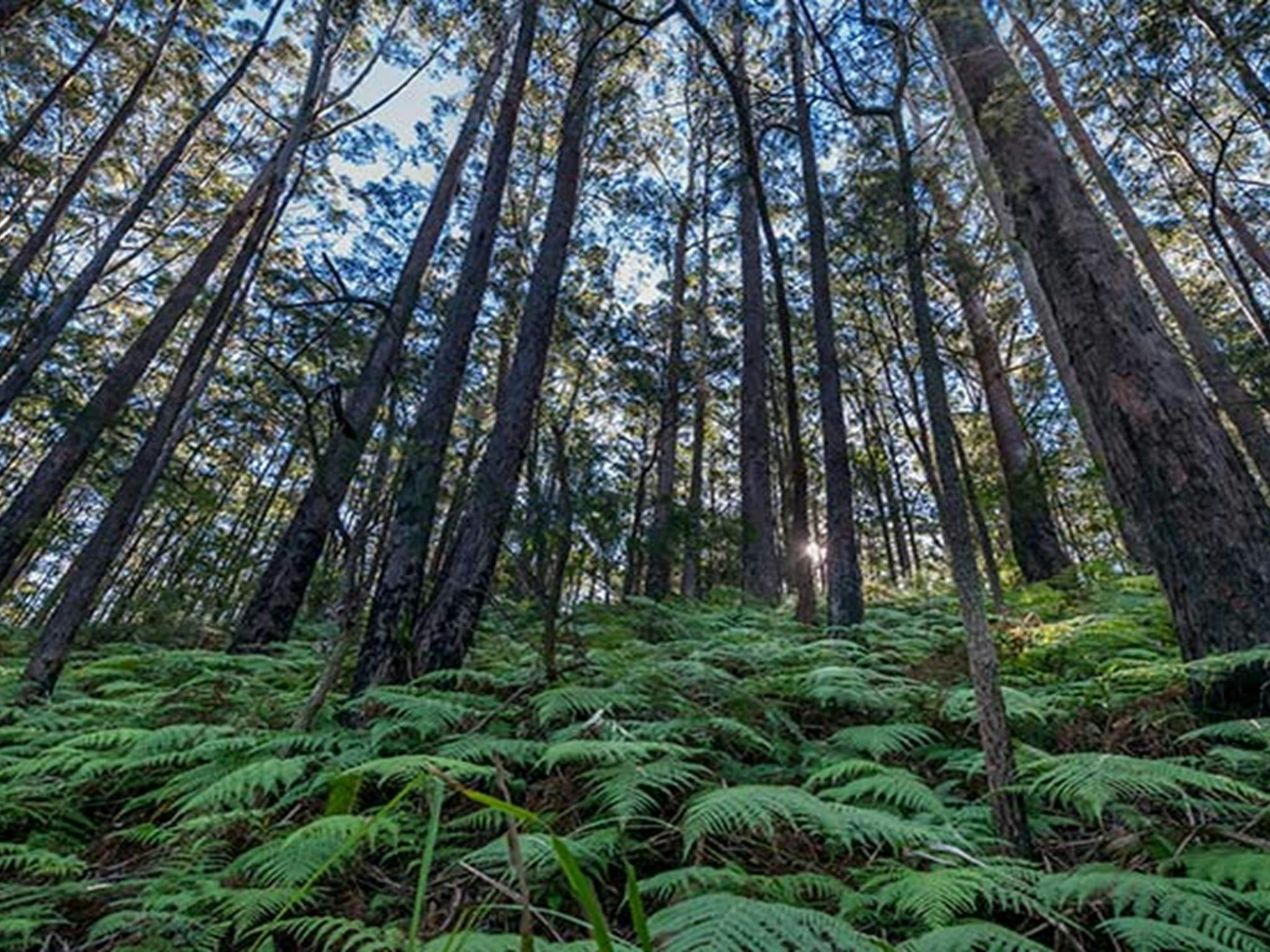 Jilliby State Conservation Area. Photo: John Spencer/OEH