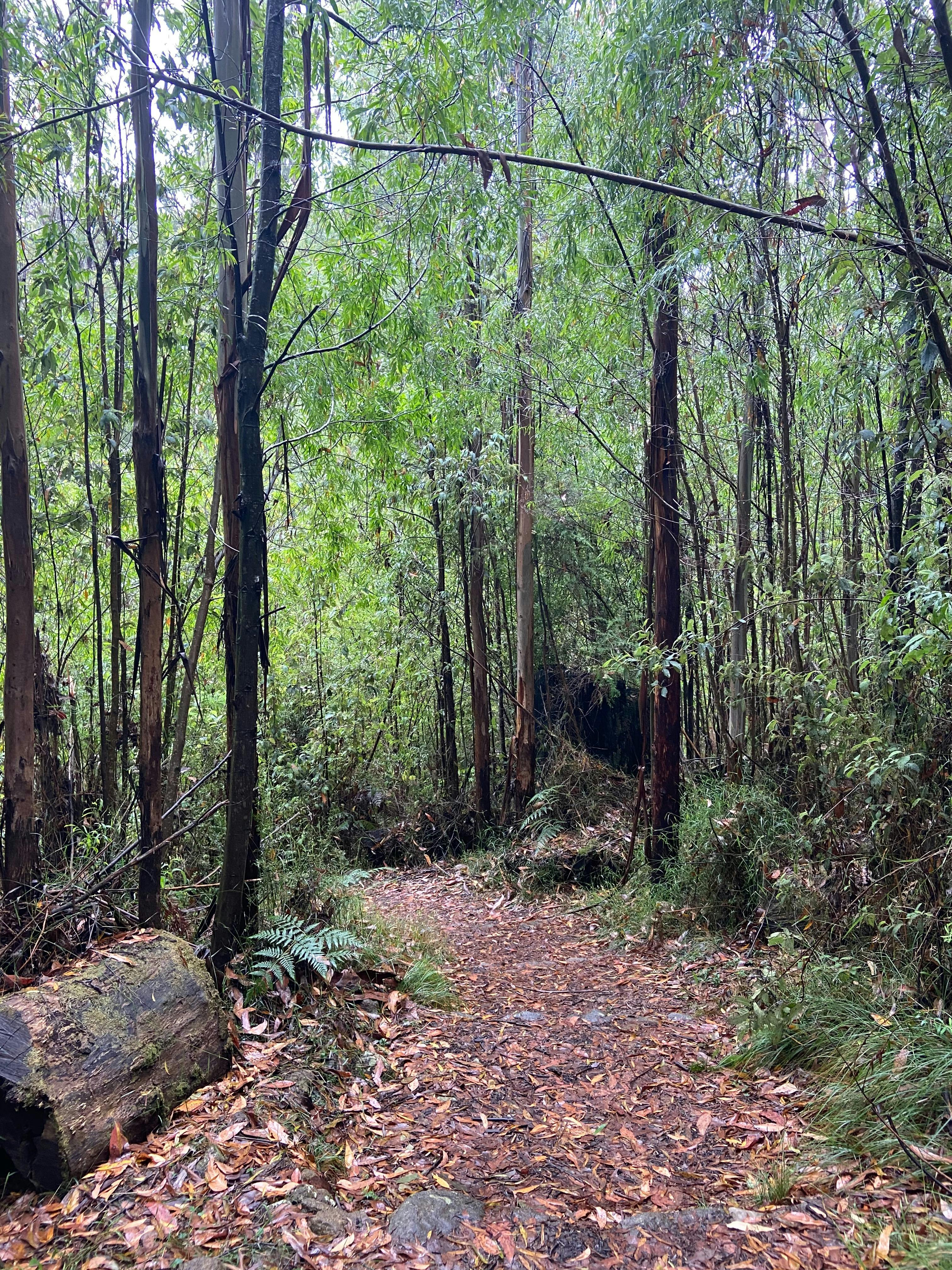 Murrindindi Cascades
