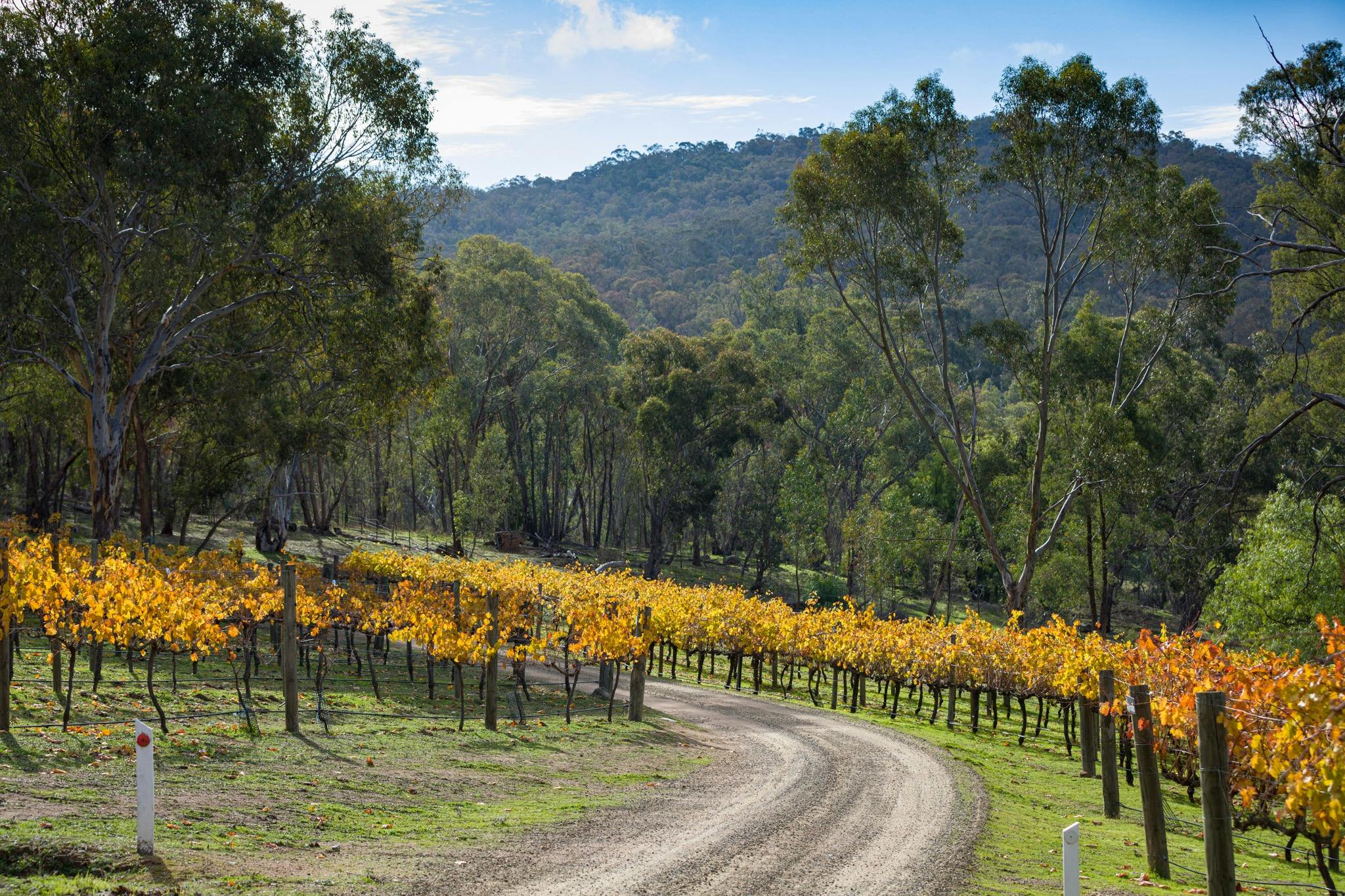 Road to Morrisons Winery