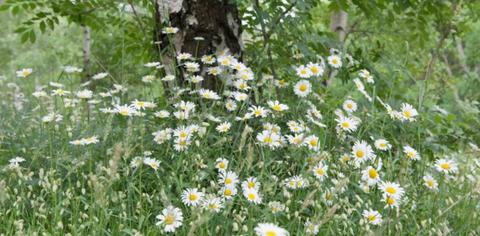 Mt Evelyn Aqueduct Trail