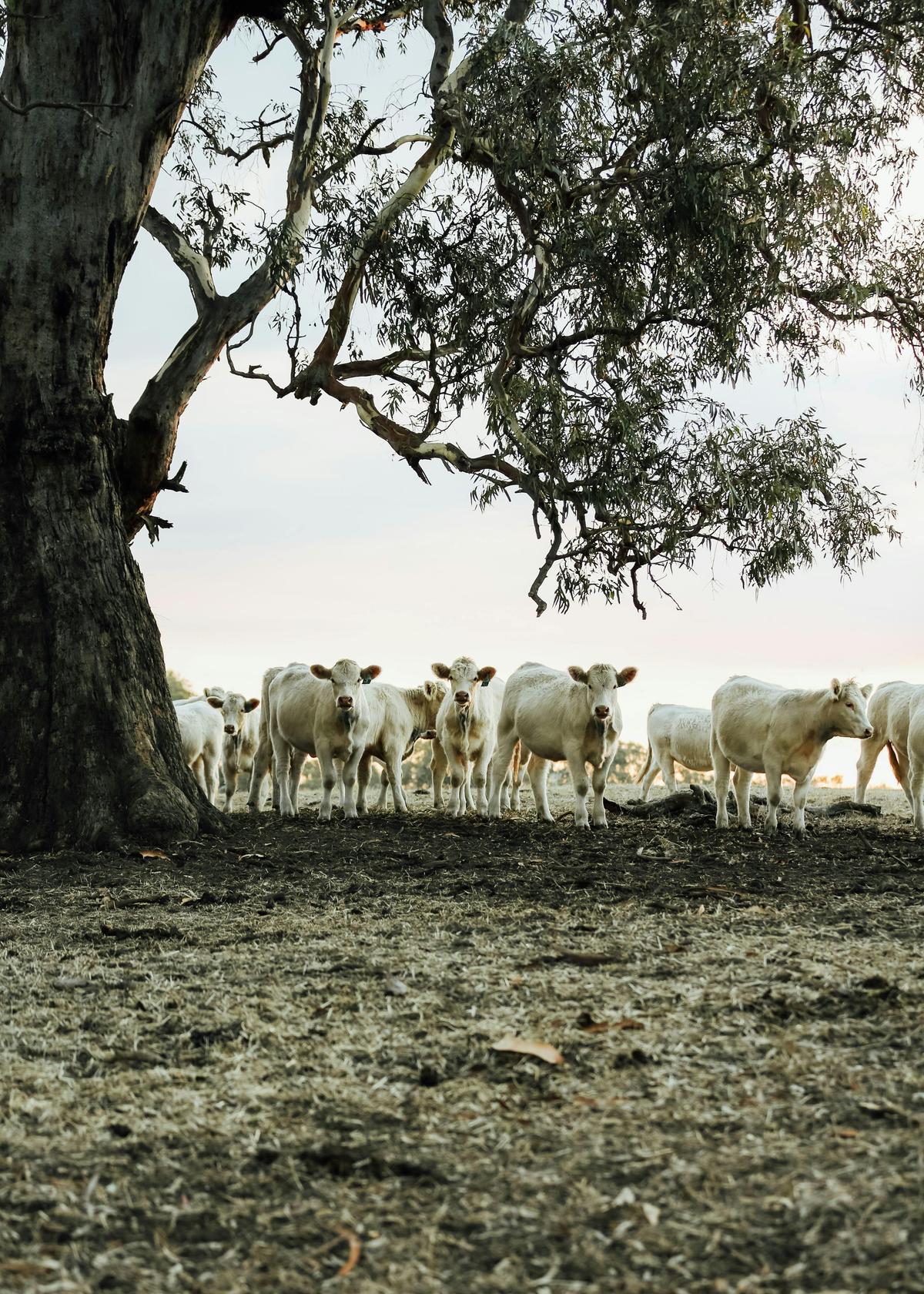 Luxurious farm stay at the Shearers Quarters