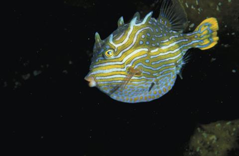 Mushroom Reef Marine Sanctuary