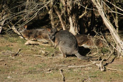Mornington Peninsula