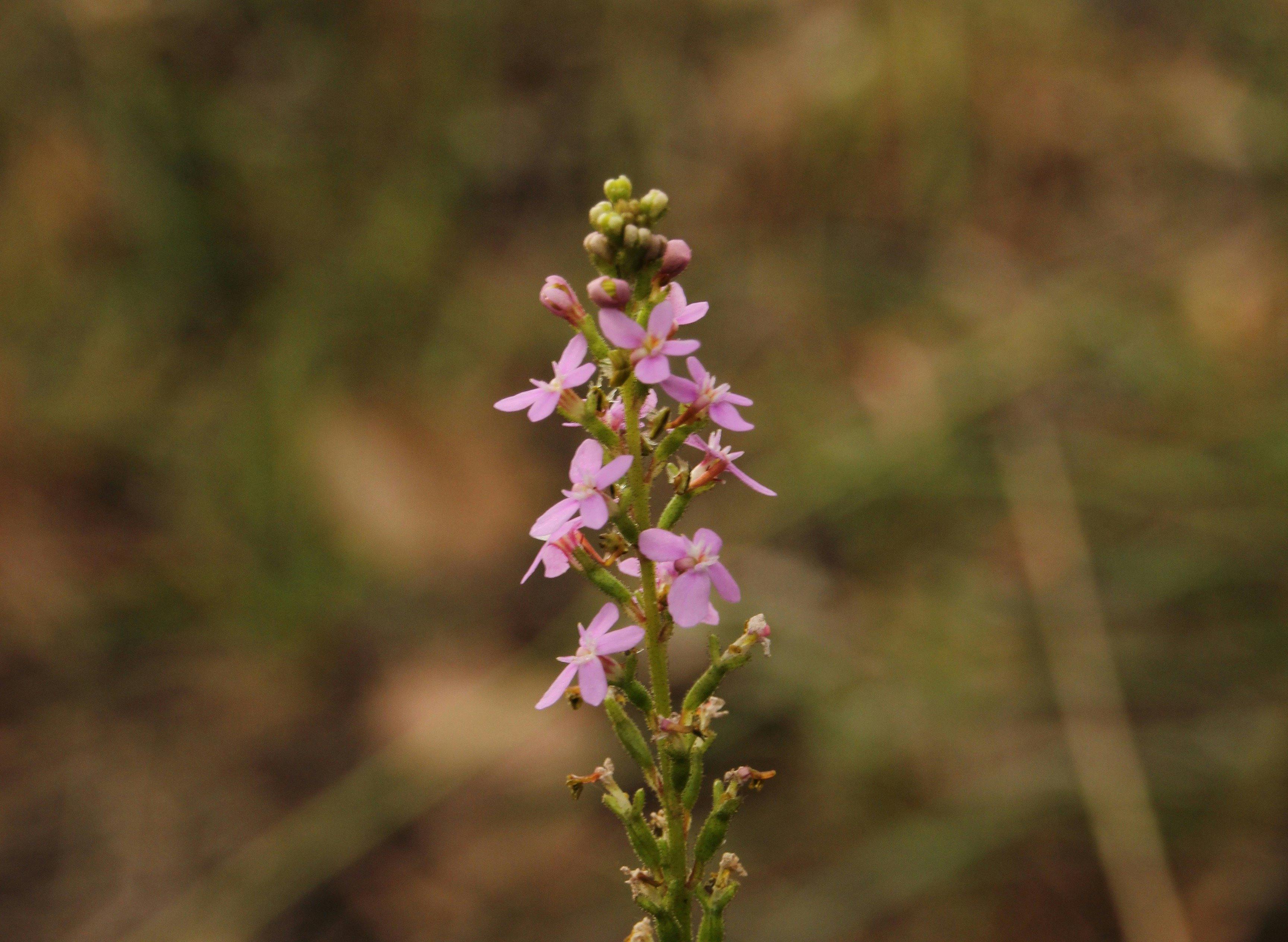 Mornington Peninsula