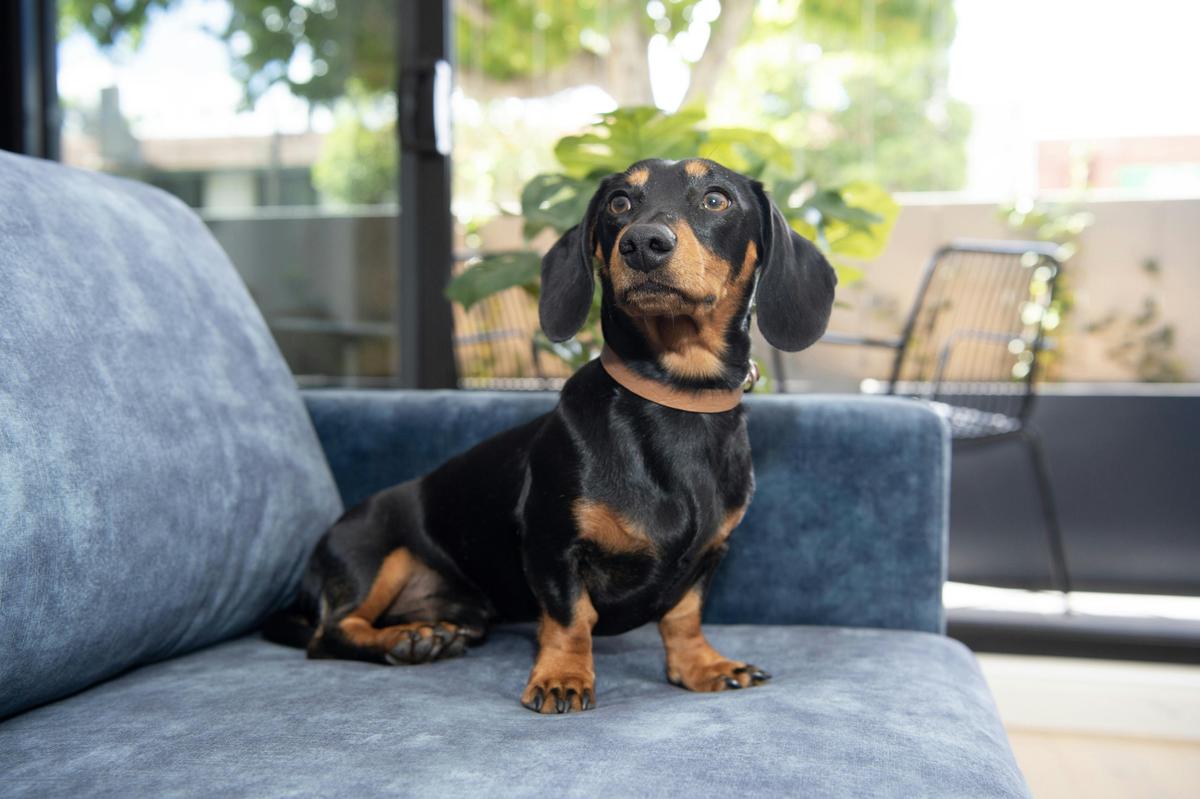 Dog Friendly One Bedroom Apartments