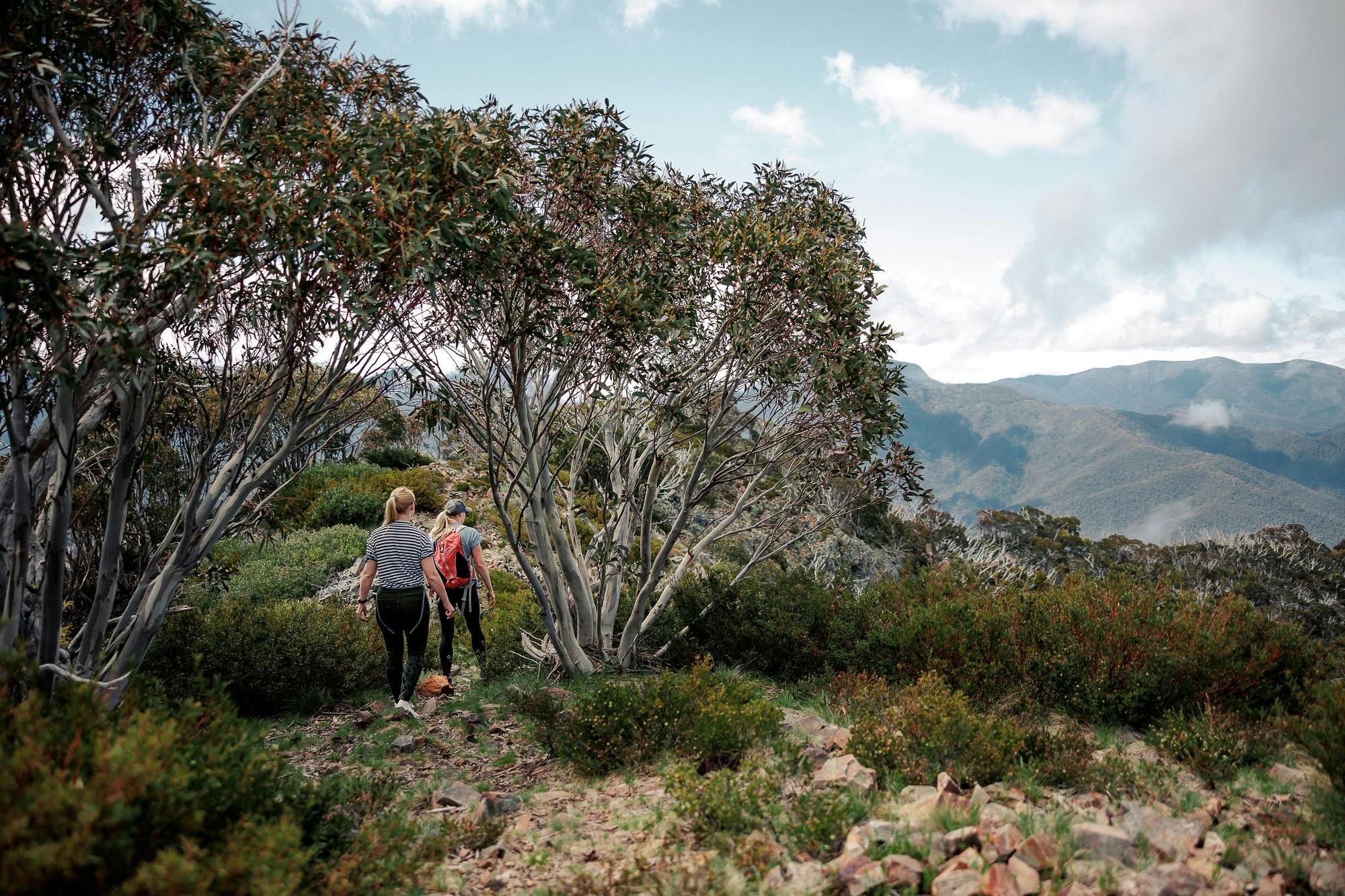 Green season bushwalking at Mt Buller