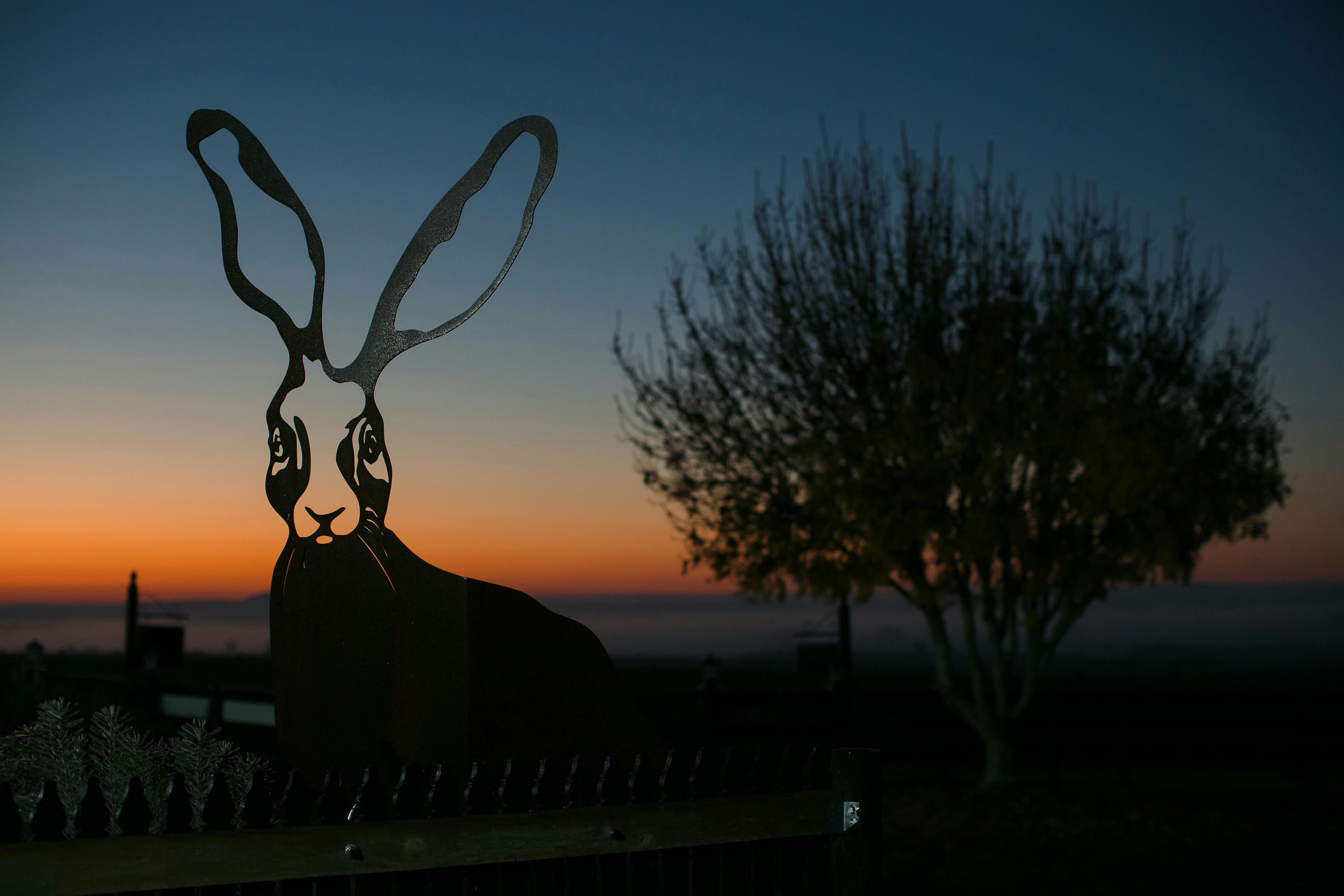Mt Coghill Vineyard Sunrise Hare